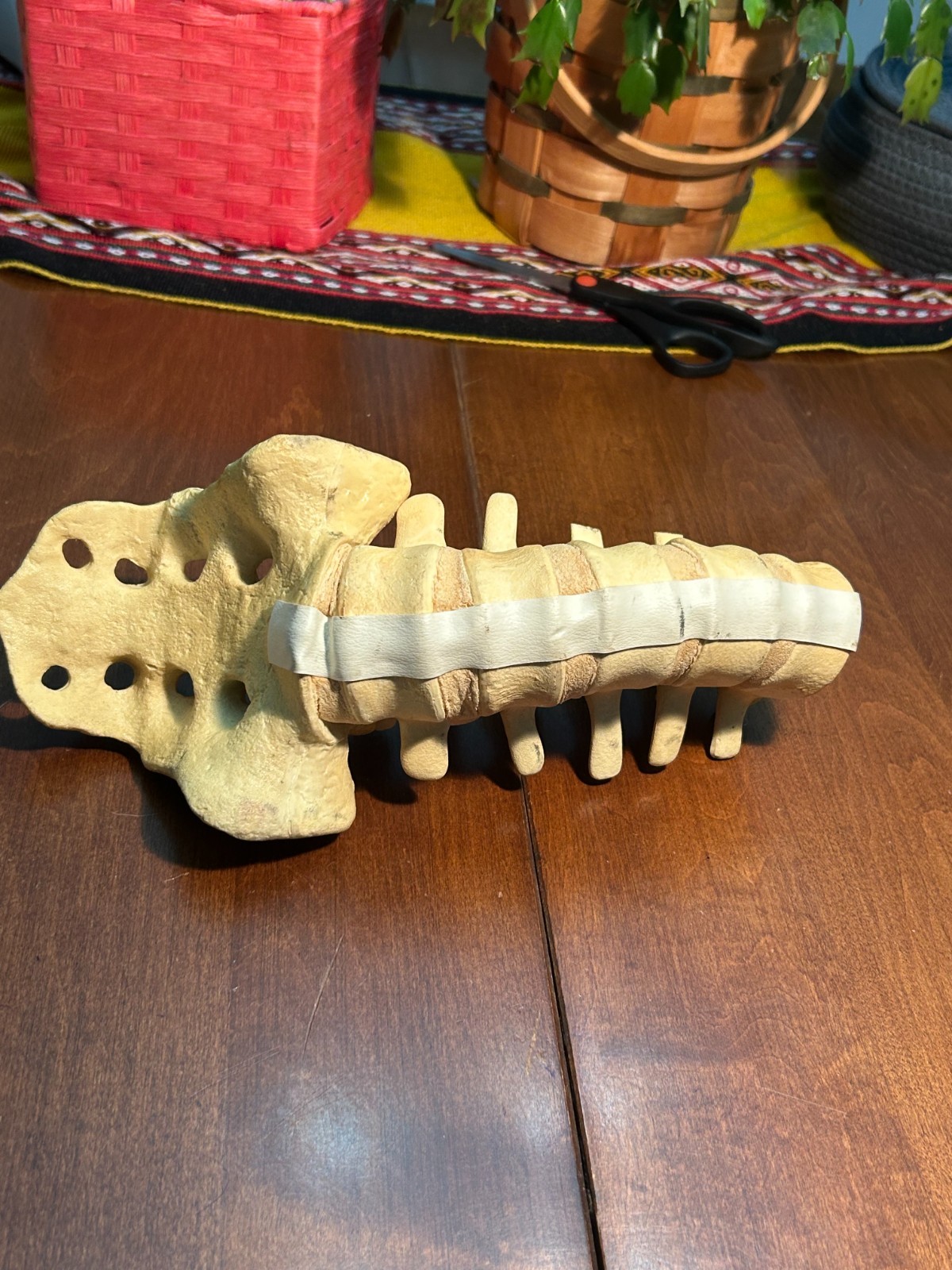 Sawbones Lumbar Spine Sacrum Model L1-L5 Vertebrae Orthopedic Medical Anatomy