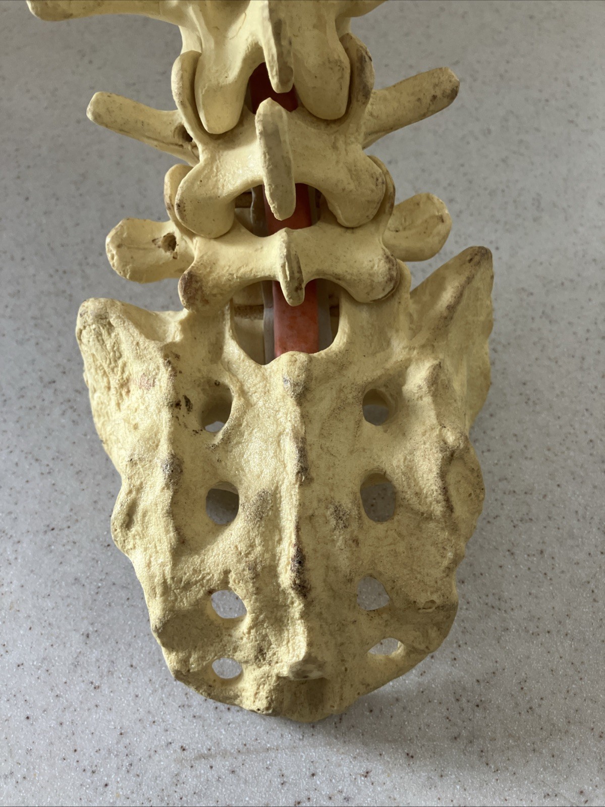 Spinal cord model with pelvic bone – Approx. 24”
