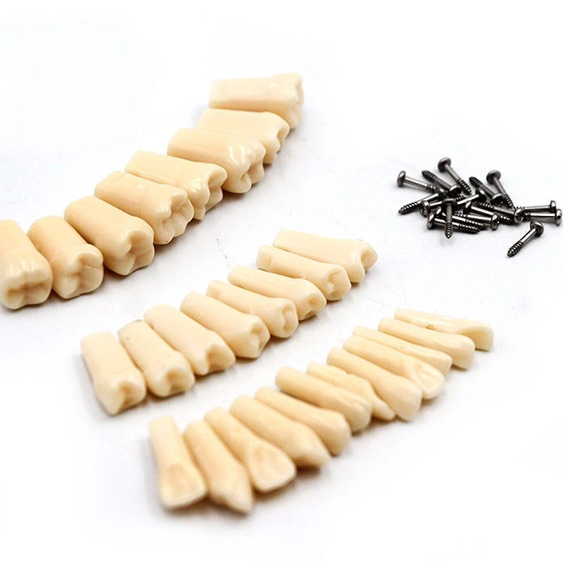 Dental Typodont Teeth Replacement Set of 28 Teeth Kilgore Nissin 500 Fit Screws