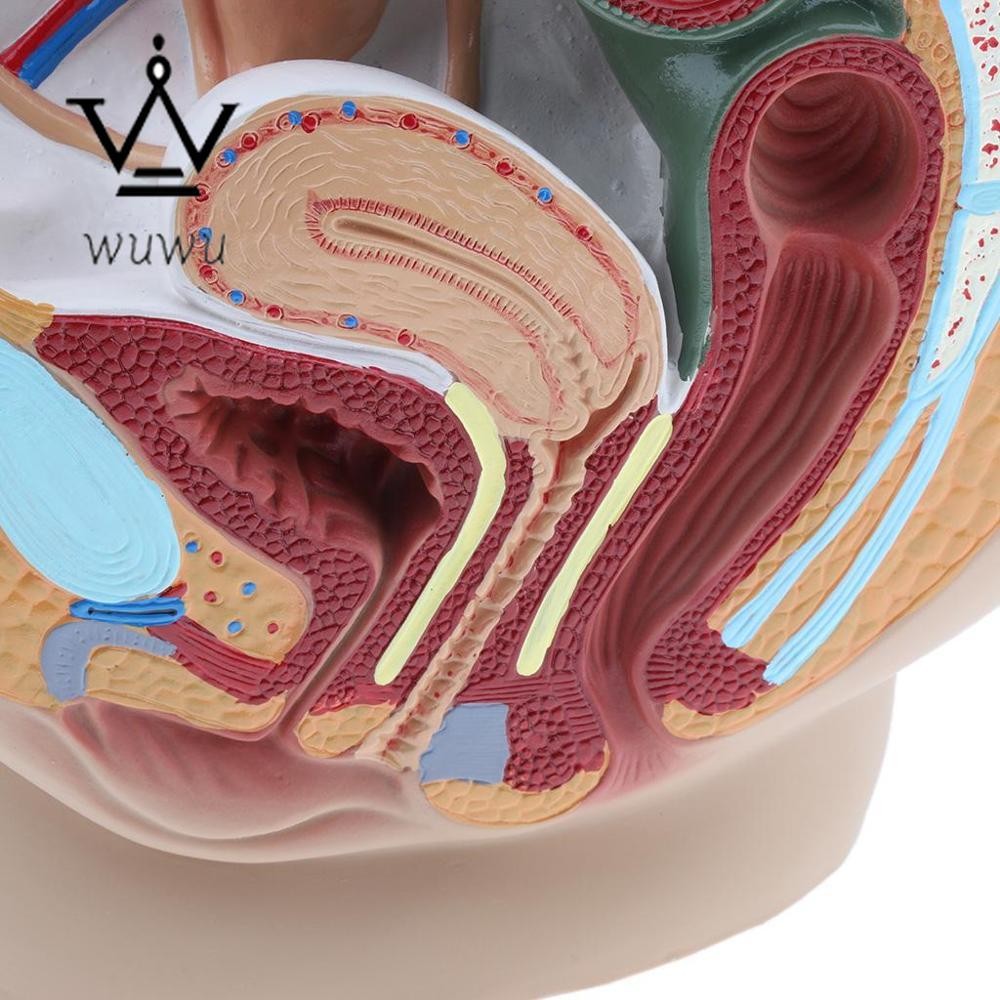 Medical Science Man Female Vagina Model Lifesize Median Sagittal Section