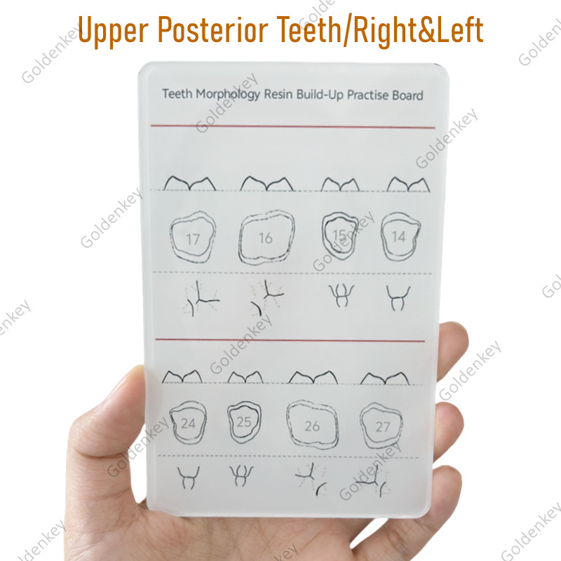 6Pc Dental Composite Resin Filling Model Dentist Build Up Teeth Morphology Board