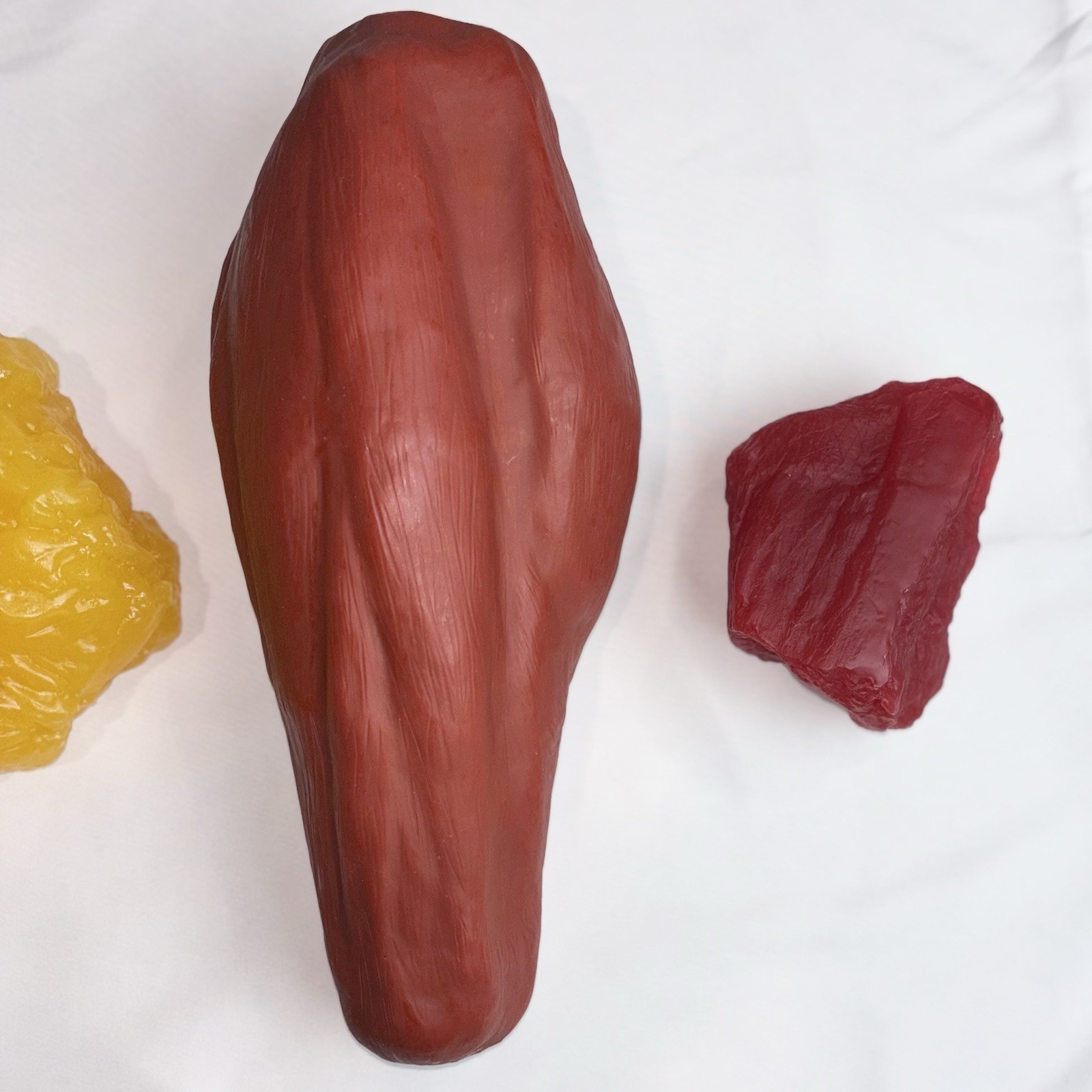 Fat vs Muscle Anatomical Model Replica – Human Body Display for Education