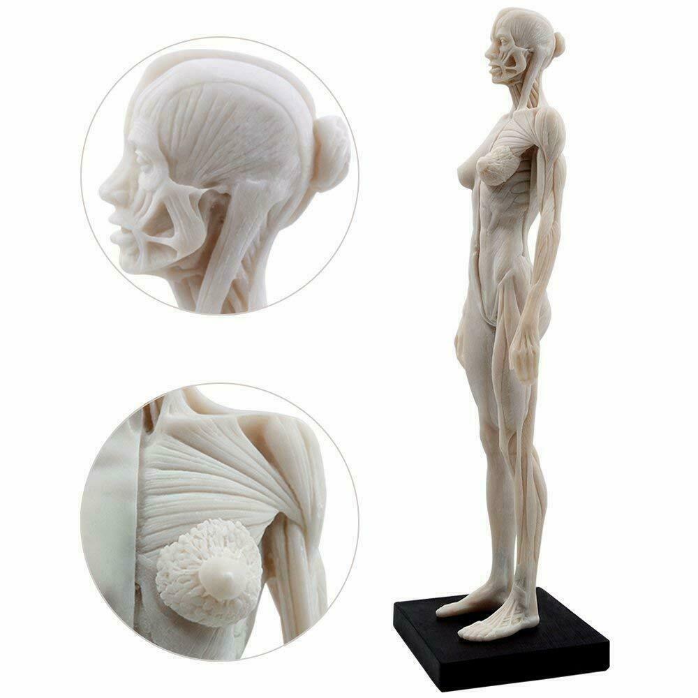 Human Anatomical Model Art Mannequin Musculoskeletal Structure Male+Female US