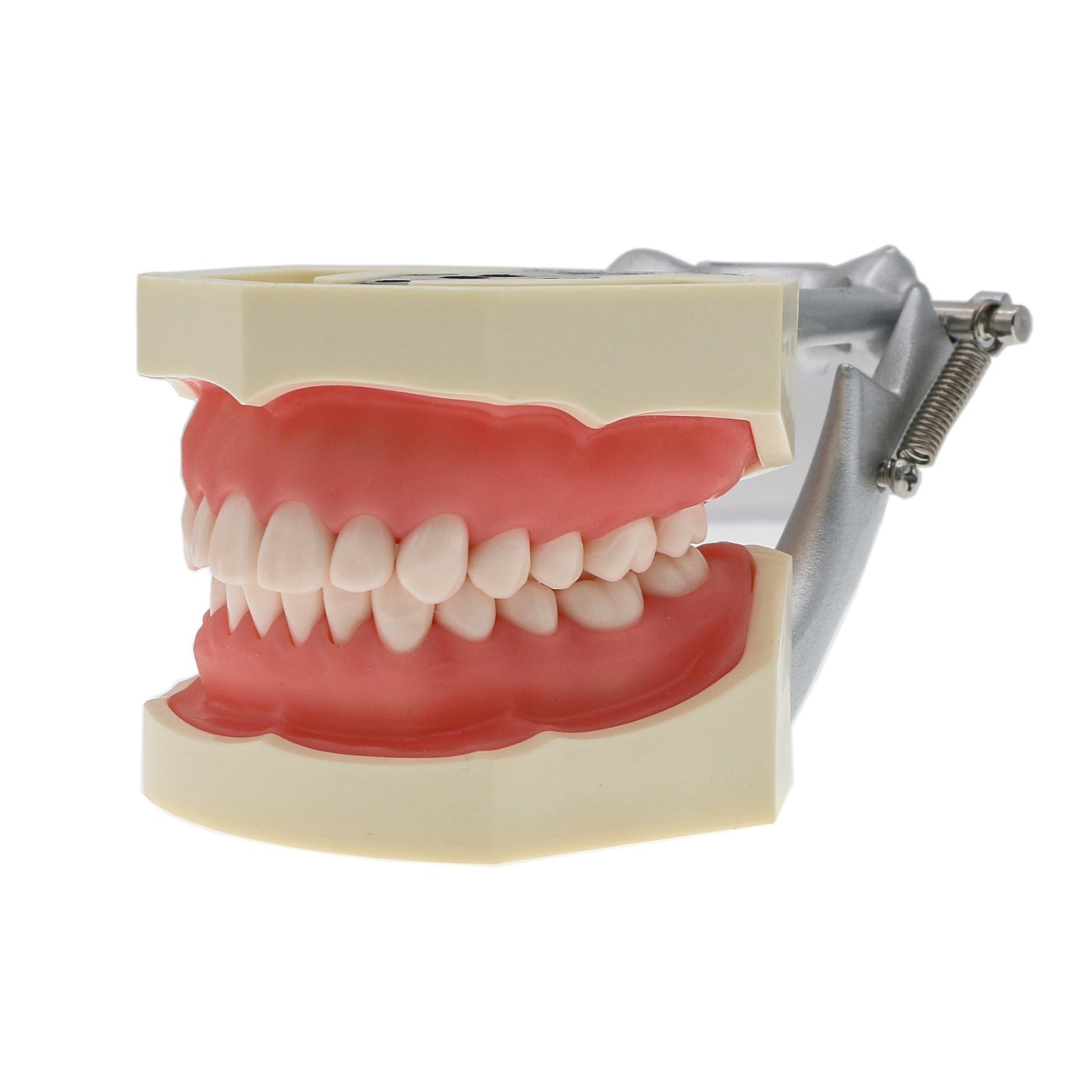 US Dental Typodont Teeth Models fit Kilgore NISSIN 200/500 Type & Columbia 860