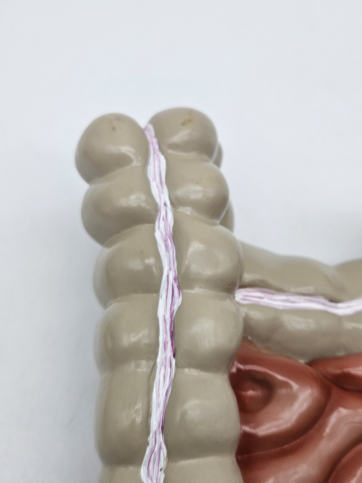 GI Tract Anatomy Model Handpainted Medical Display Gastro Intestinal Display