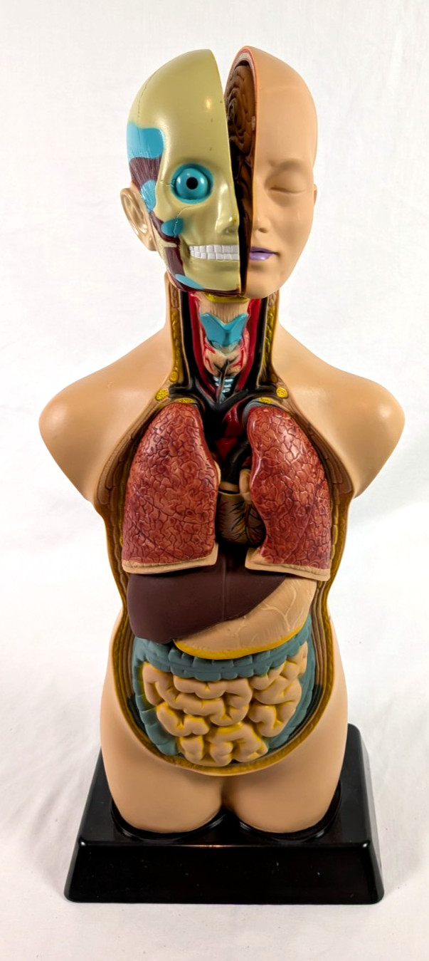 Human Torso 20” Model Medical Human Anatomy Body Educational Science Edu Toys