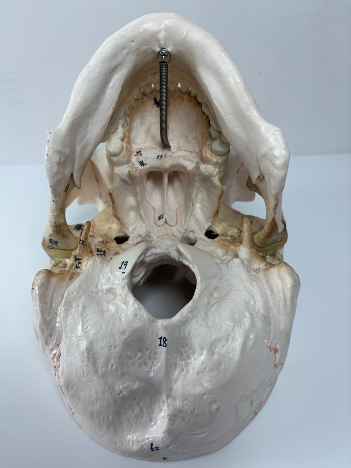 Walter Products Inc. B10221 Numbered Human Skull 3-Parts