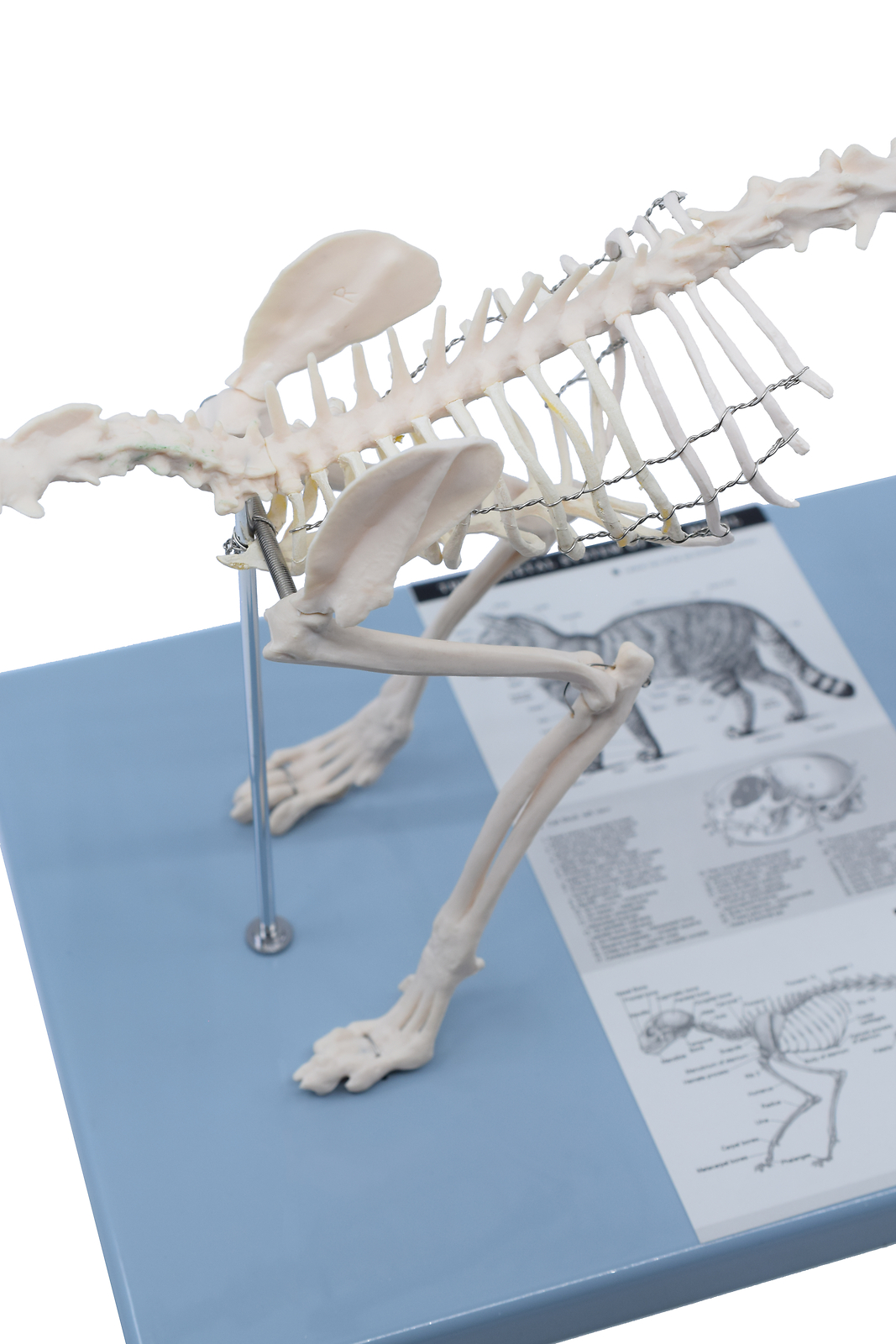 Eisco Labs Adult Cat Skeletal System, Anatomical Model, 8.25″ Tall