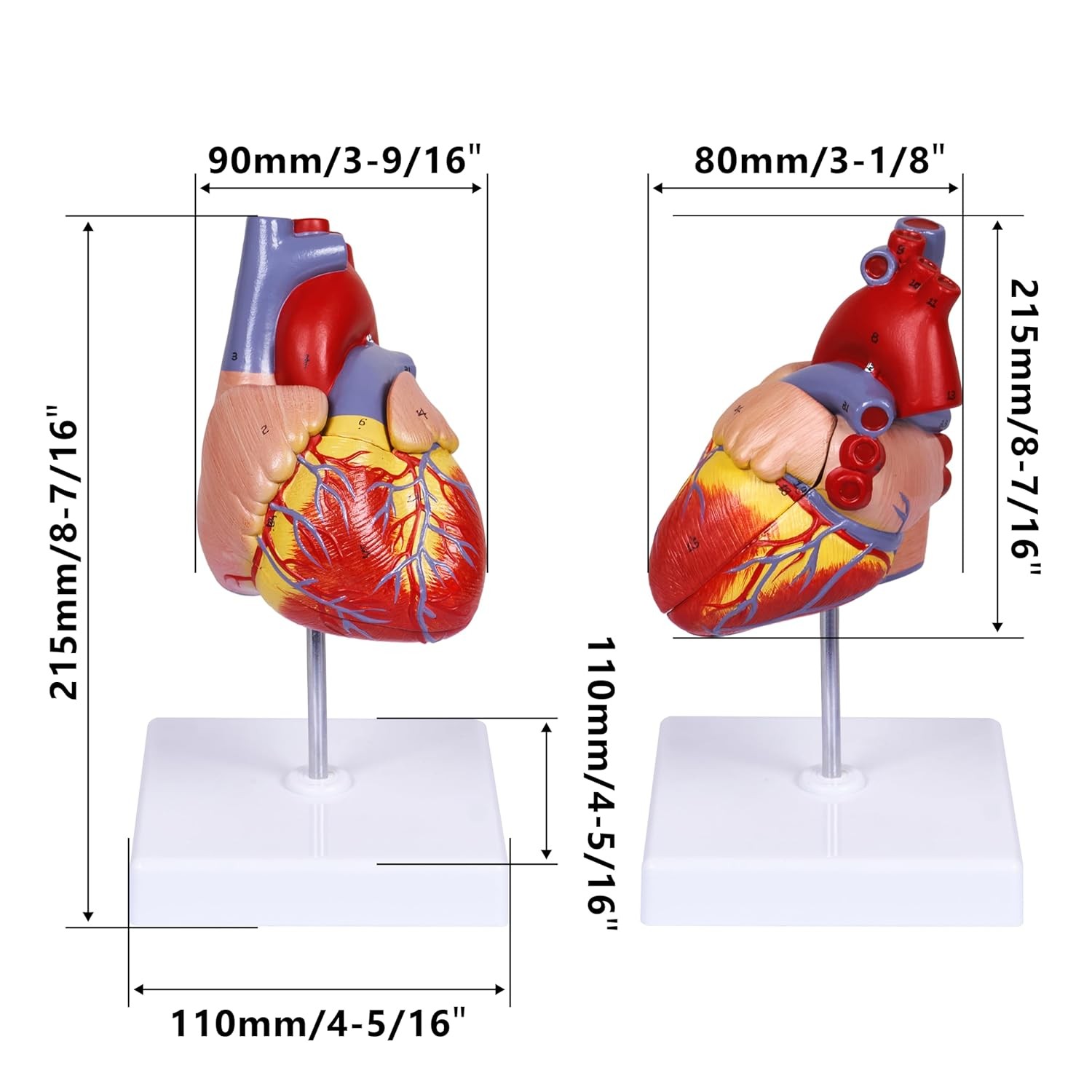 breesky Scientific Human Heart Model 2-Part Life Size Replica…