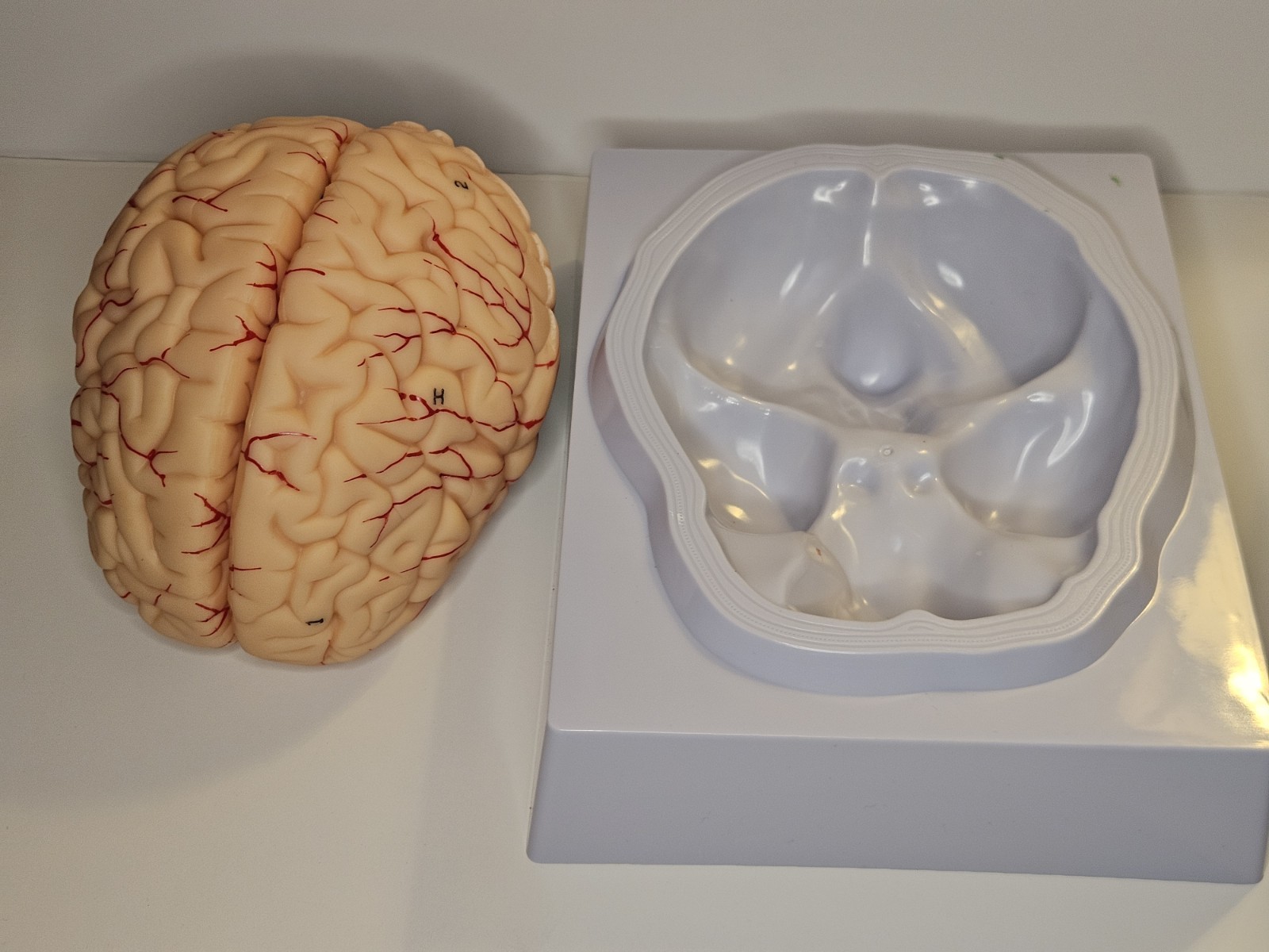 Human Brain Model Anatomical Anatomy Medical Teaching Education Study Science