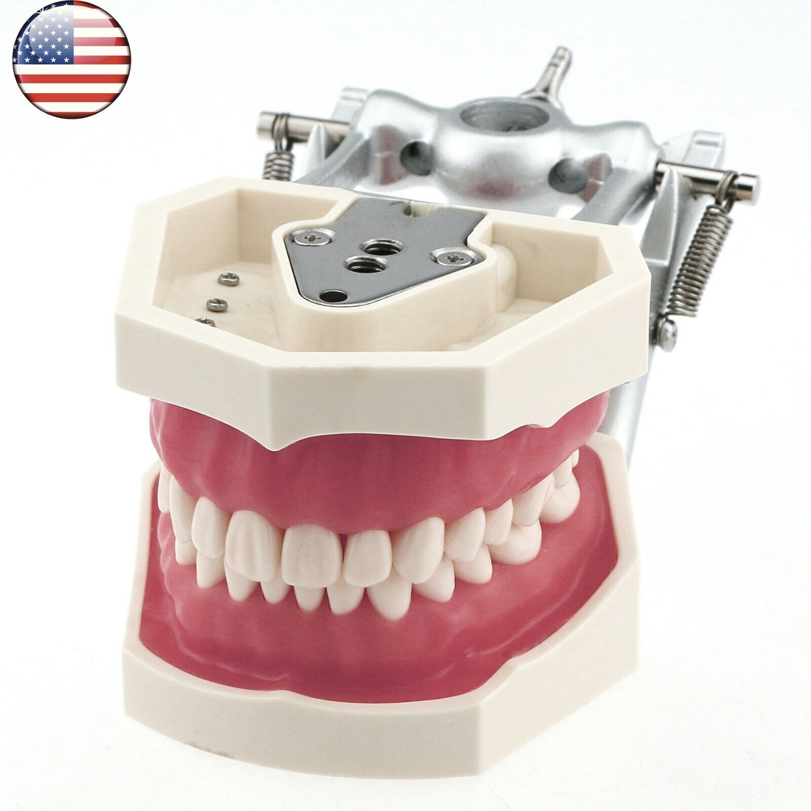 Dental Screw-in Teeth Typodont Model Kilgore NISSIN 200/500 Type With Removable