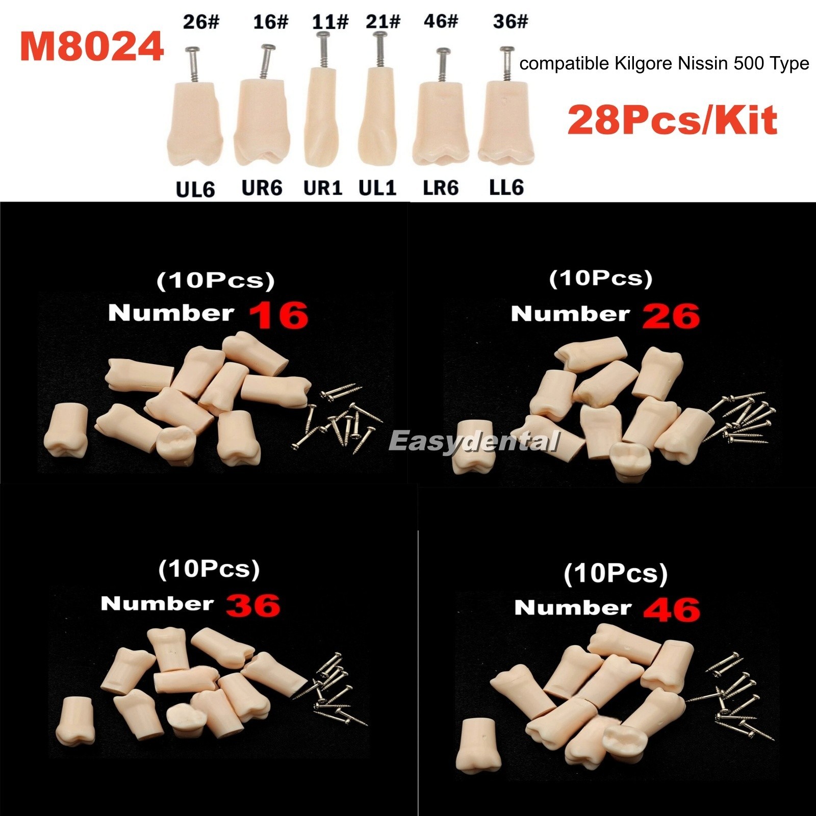 Dental Typodont Teeth Replacement Set of 28 Teeth Kilgore Nissin 500 Fit Screws