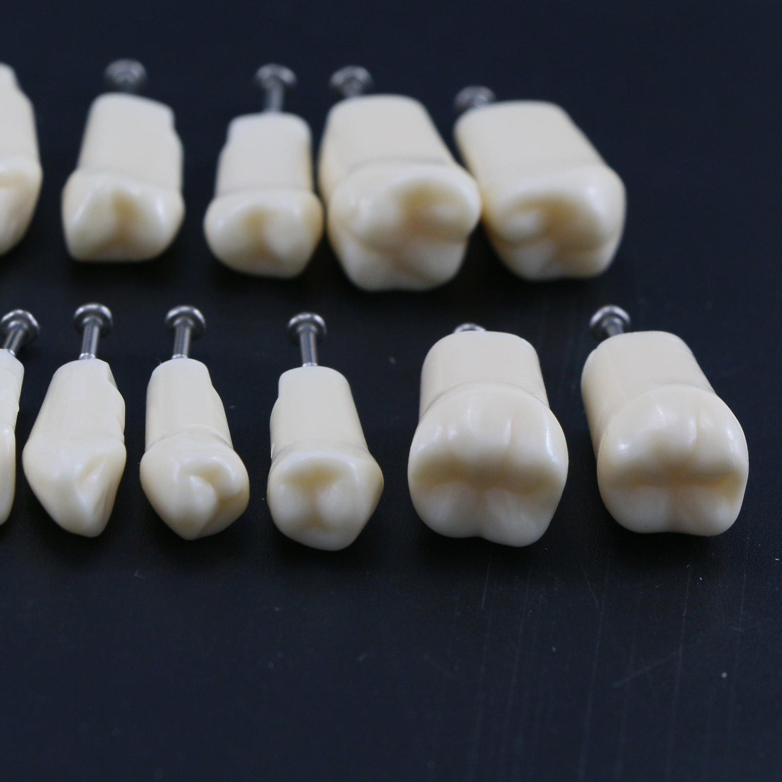 US Dental Replacement Typodont Teeth Set of 28 Teeth for Kilgore Nissin 200