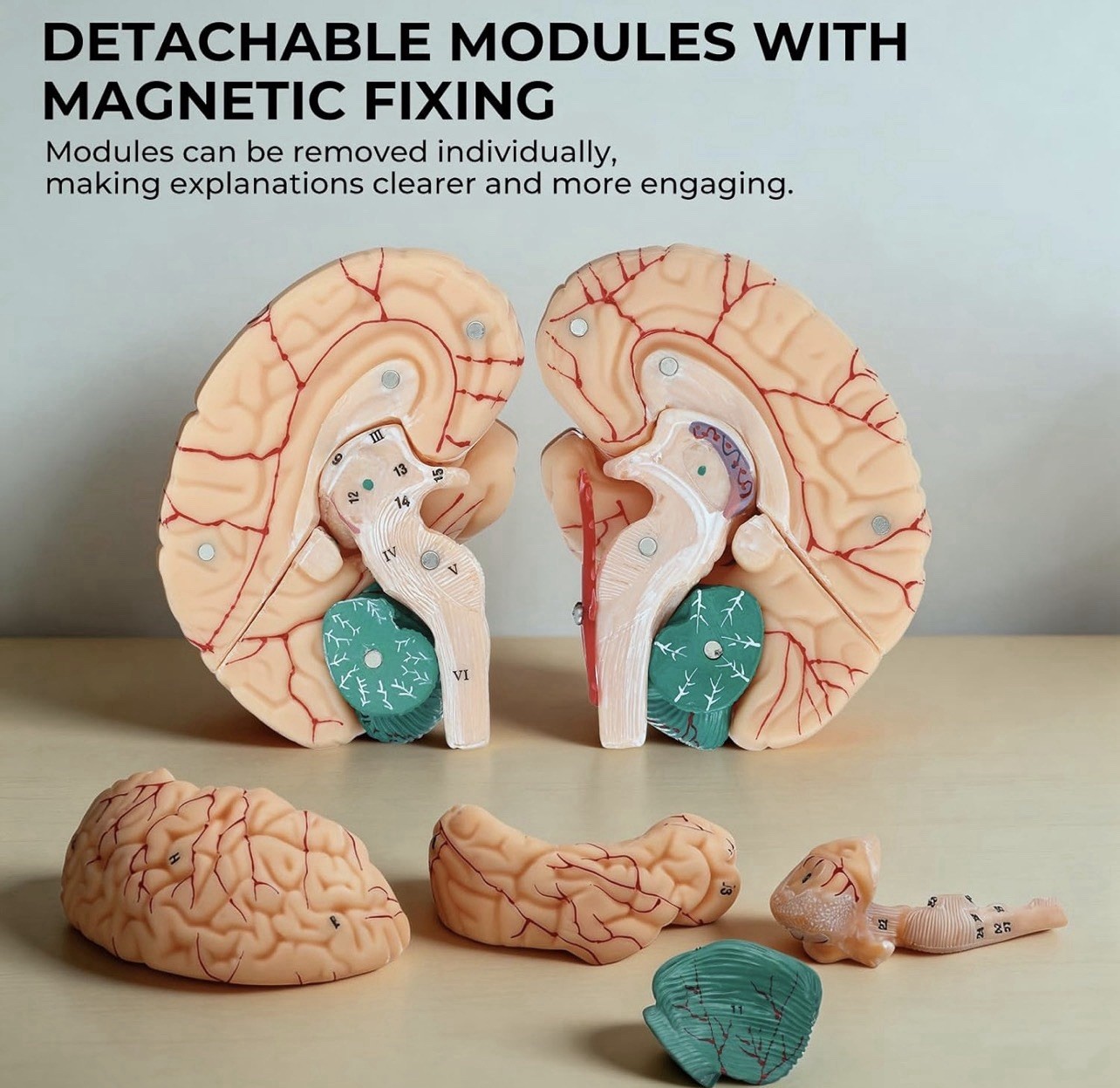 Human Brain Anatomy Model, 8-Part Life Size with Magnetic Detachable Structure