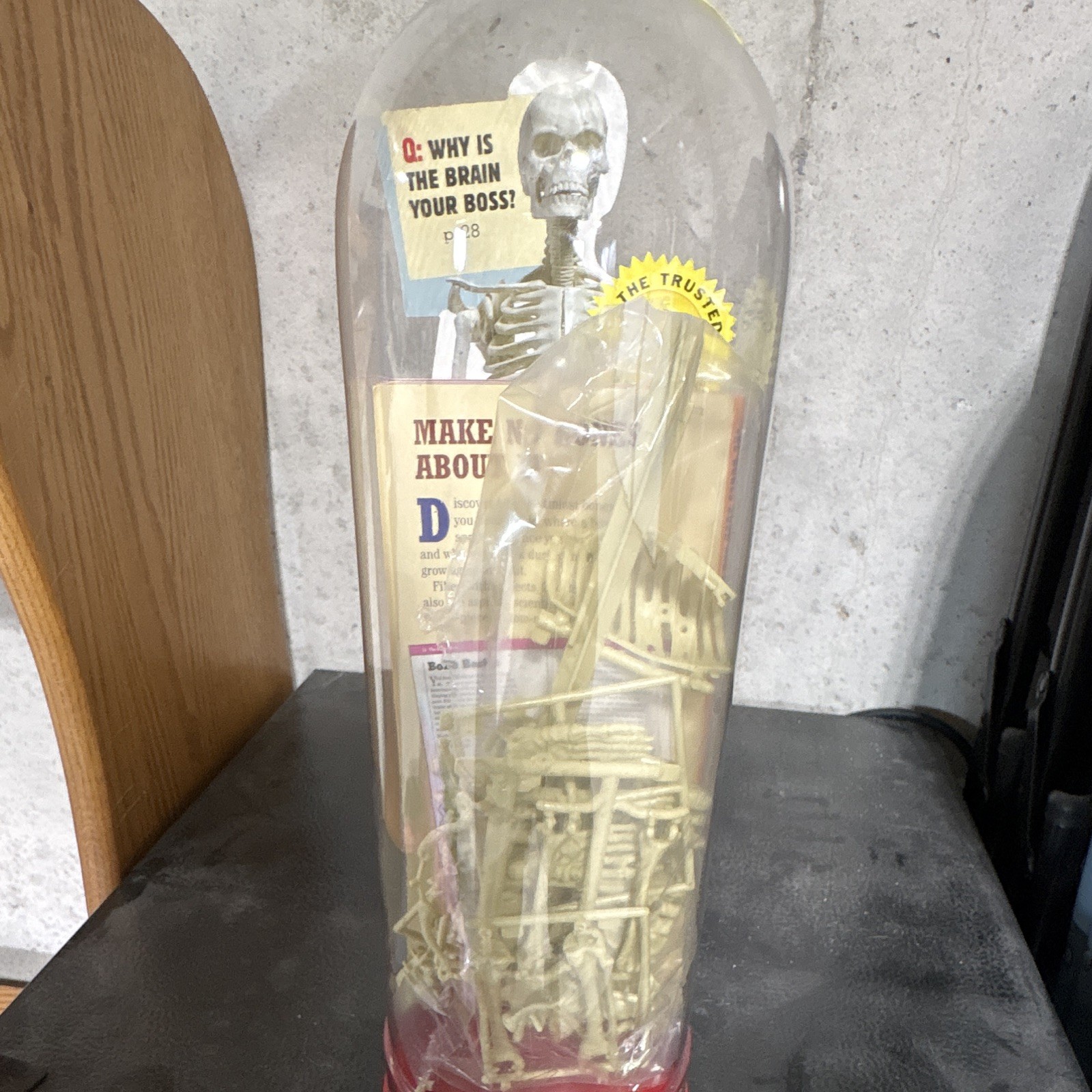Human Skeleton Model Anatomical Figure w/ Clear Dome Display Case, Education