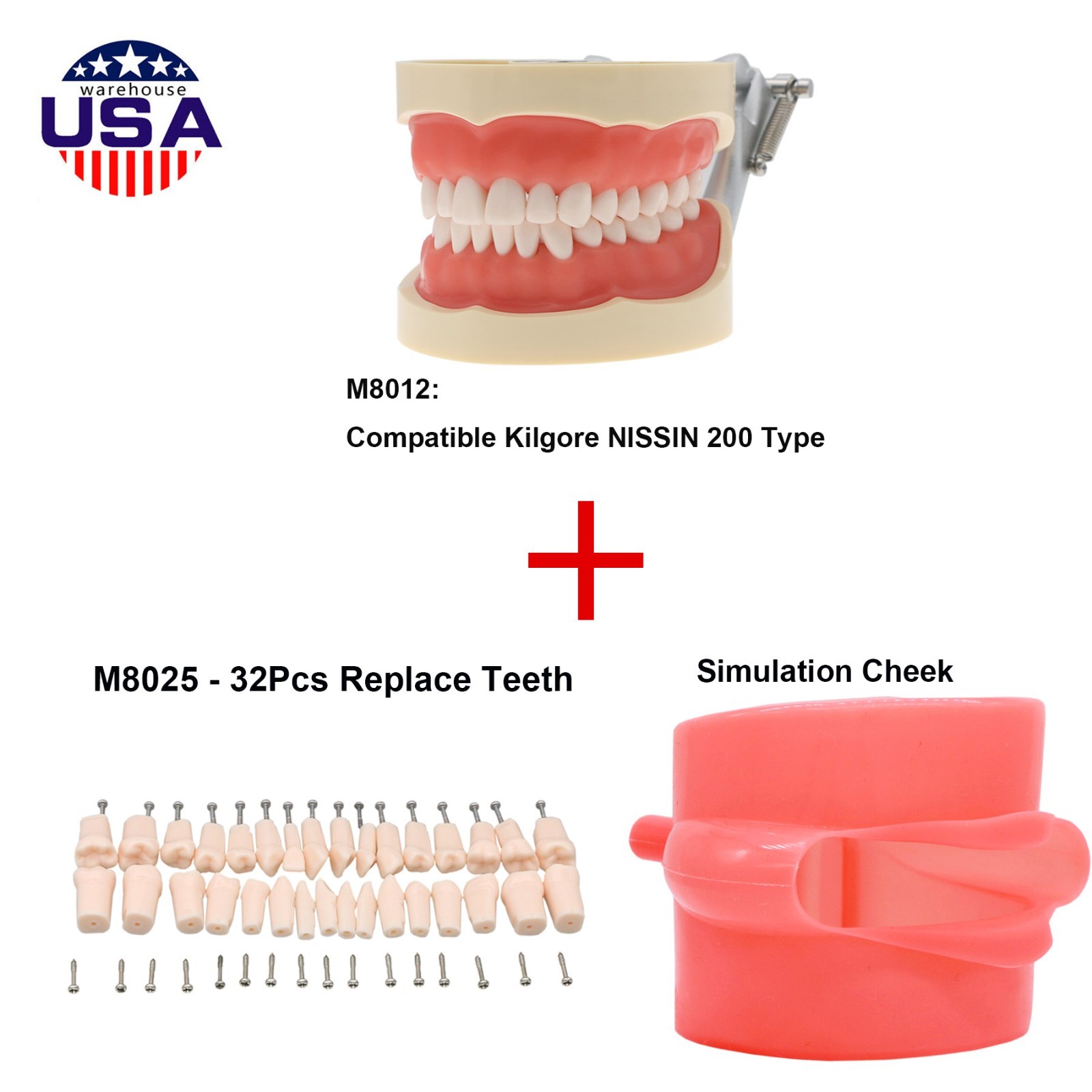 Dental 200 Type Typodont Model With Removable Teeth fit Kilgore NISSIN M8012