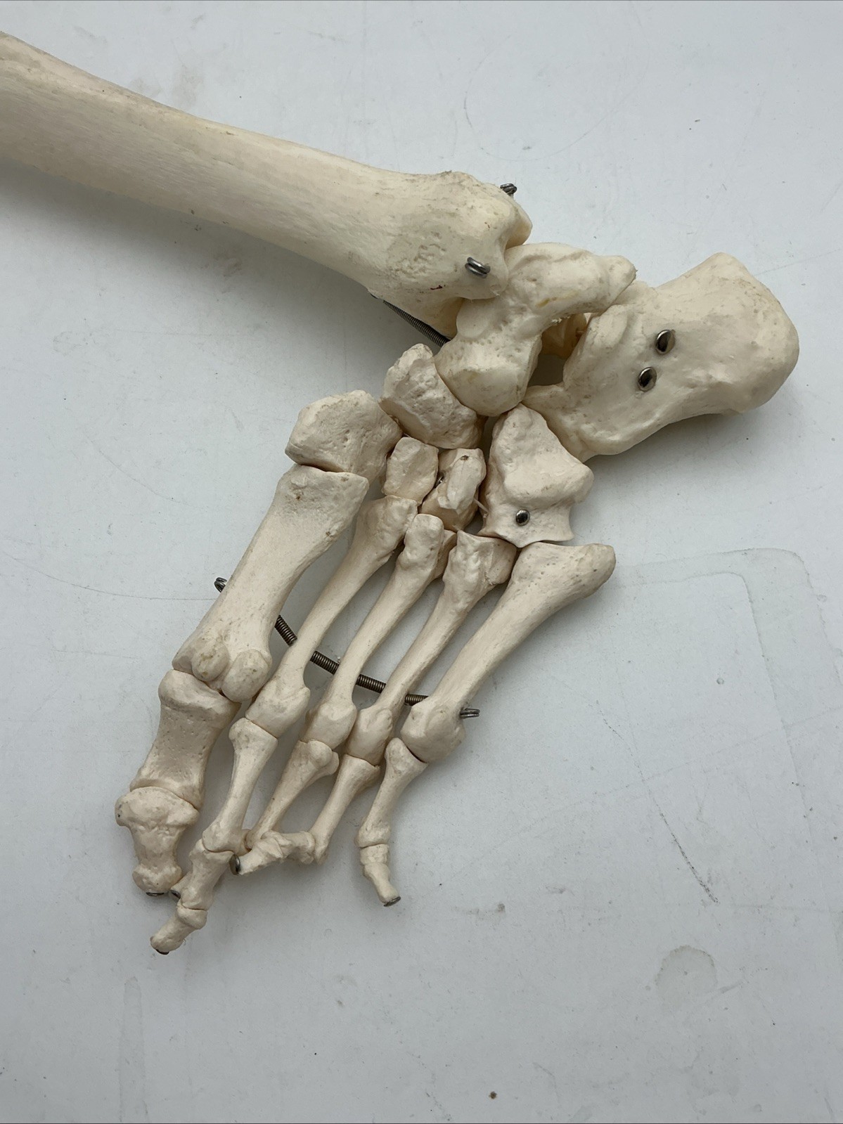 3B Scientific Leg Skeleton with Pelvic Bone Physiological Phil A15/3 Replacement