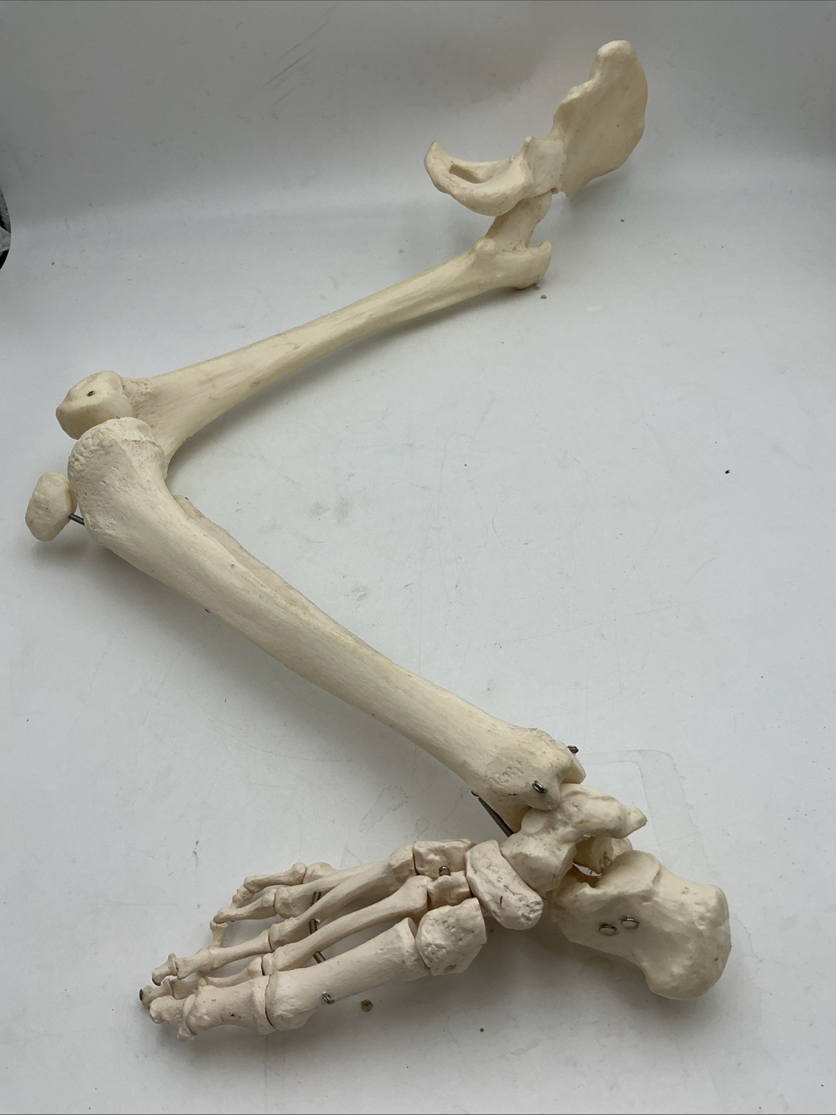 3B Scientific Leg Skeleton with Pelvic Bone Physiological Phil A15/3 Replacement