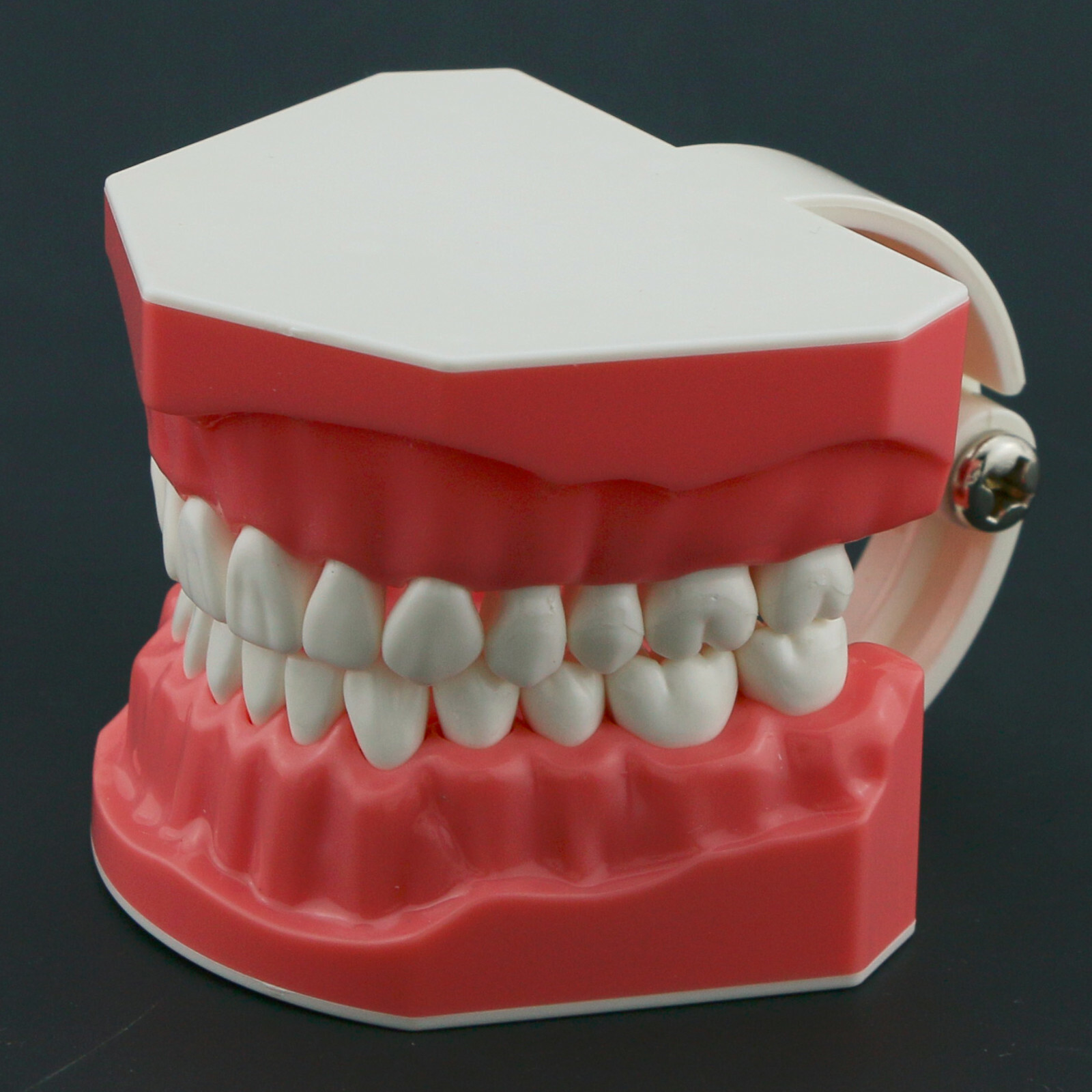 Dental Typodont Model Brushing Flossing Practice Teaching Studying Model M7010-1