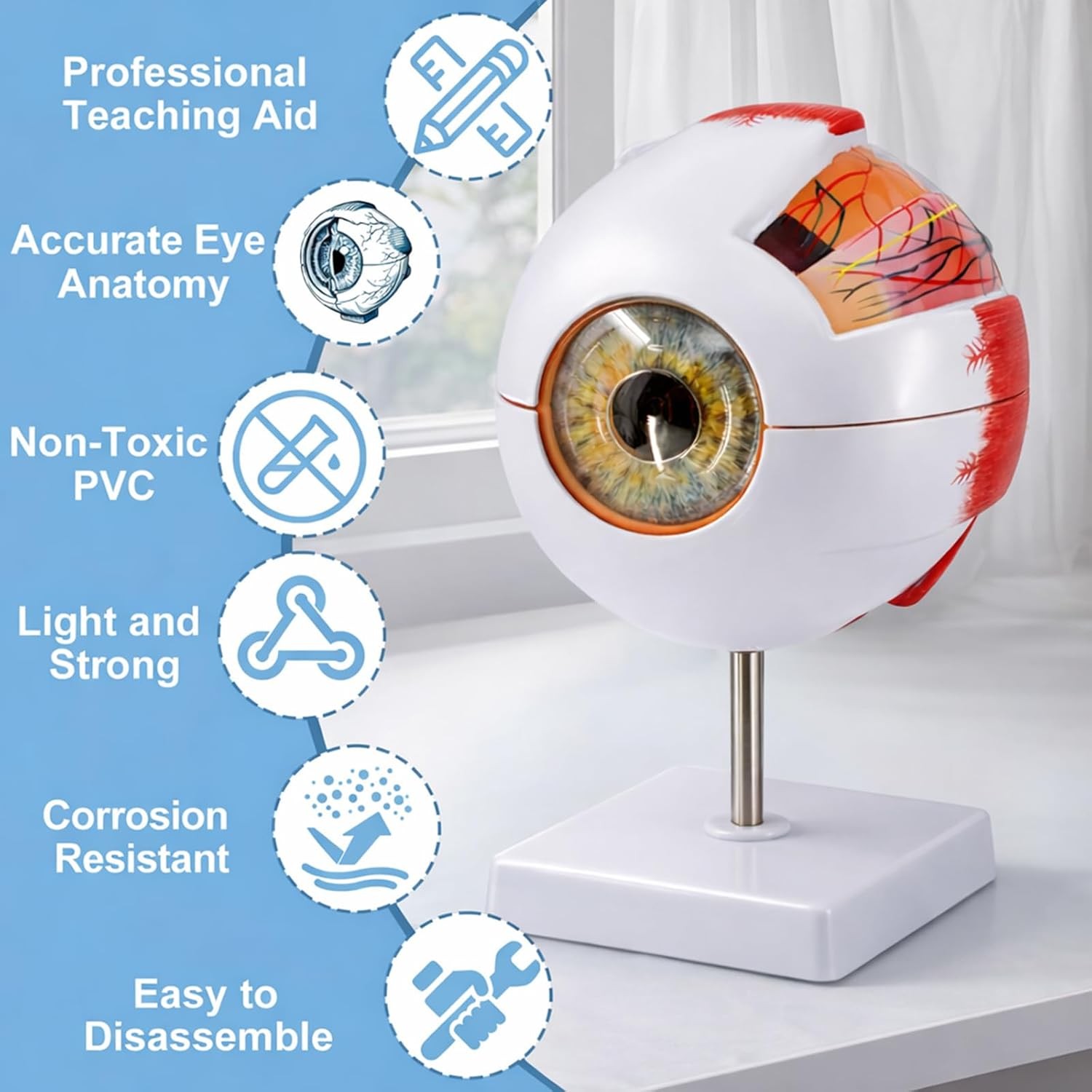 Eye Anatomy Model, 6X Enlarged Eyeball Model, Human Eye Anatomical Model for Sci