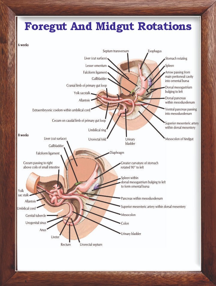 Foregut And Midgut Rotations Chart 12×18 inches