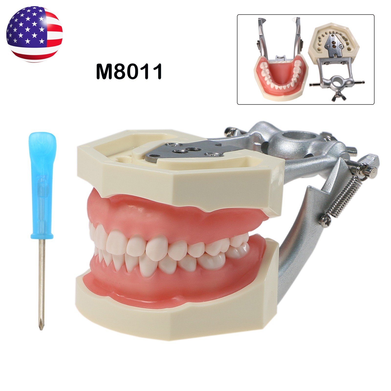 Kilgore Nissin 200/500 Dental Typodont Model With Removable Teeth Mounting Pole