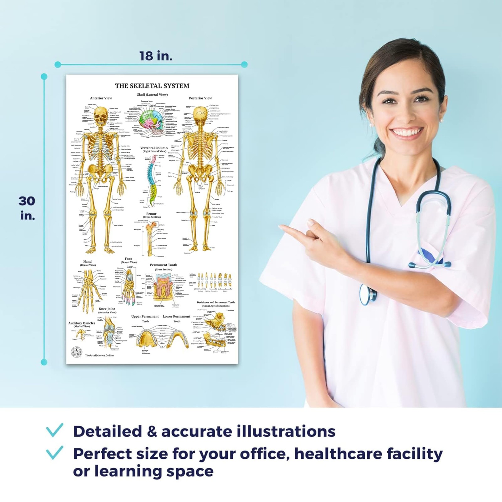 17 Human Anatomy Posters for Classroom & Office – 18×30 Medical Charts