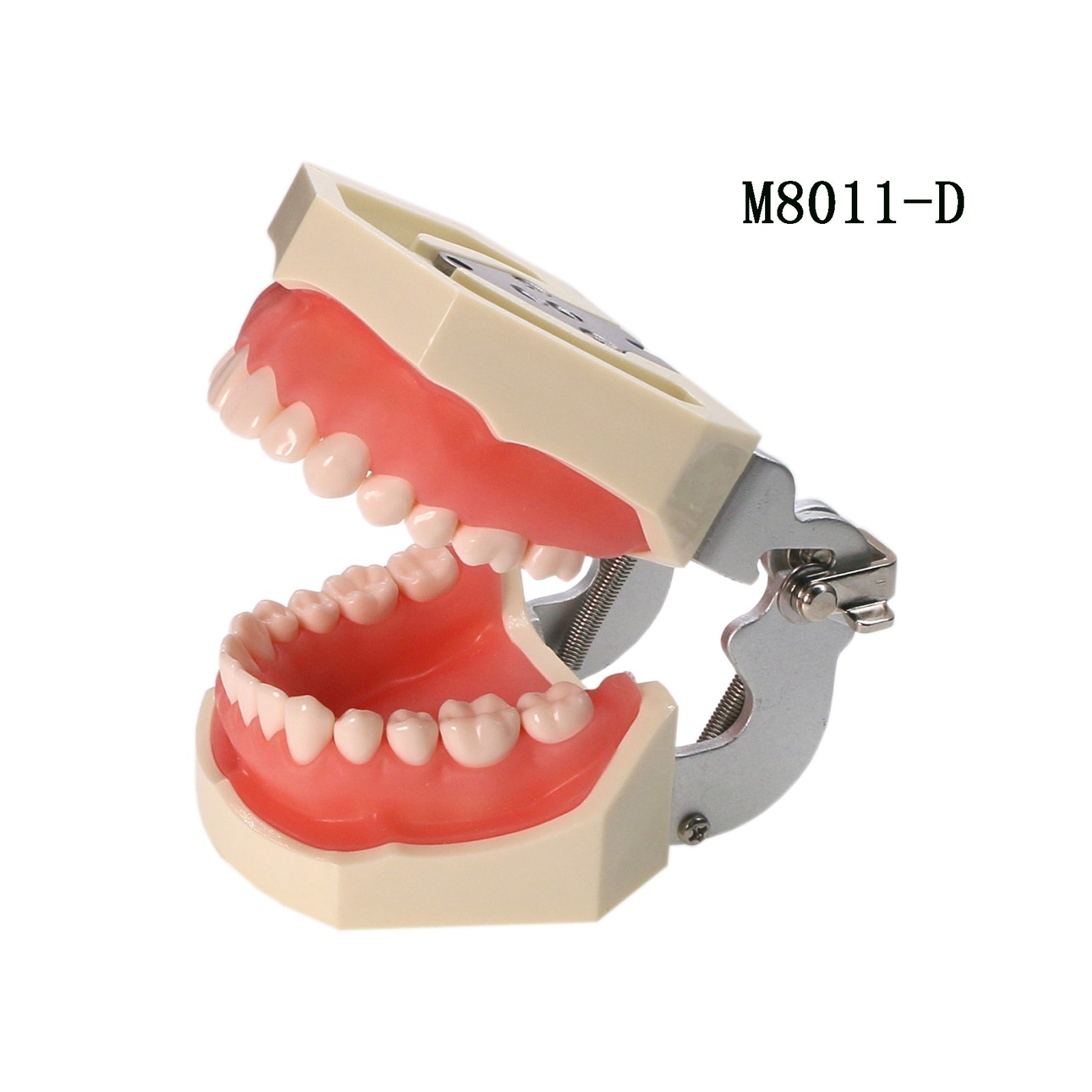 US Dental Typodont Teeth Models fit Kilgore NISSIN 200/500 Type & Columbia 860