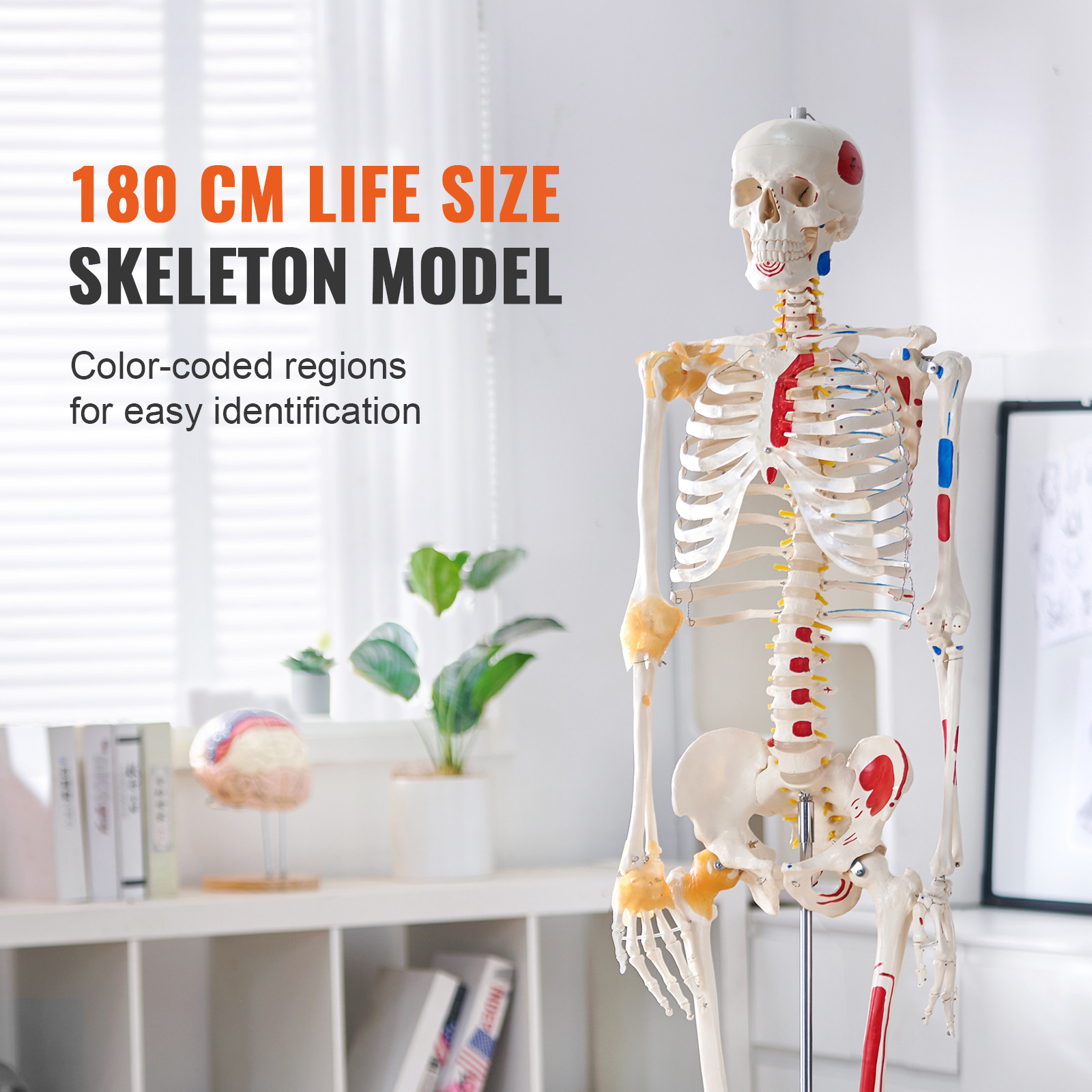VEVOR Human Skeleton Model Anatomical Skeleton Life Size with Muscle Points