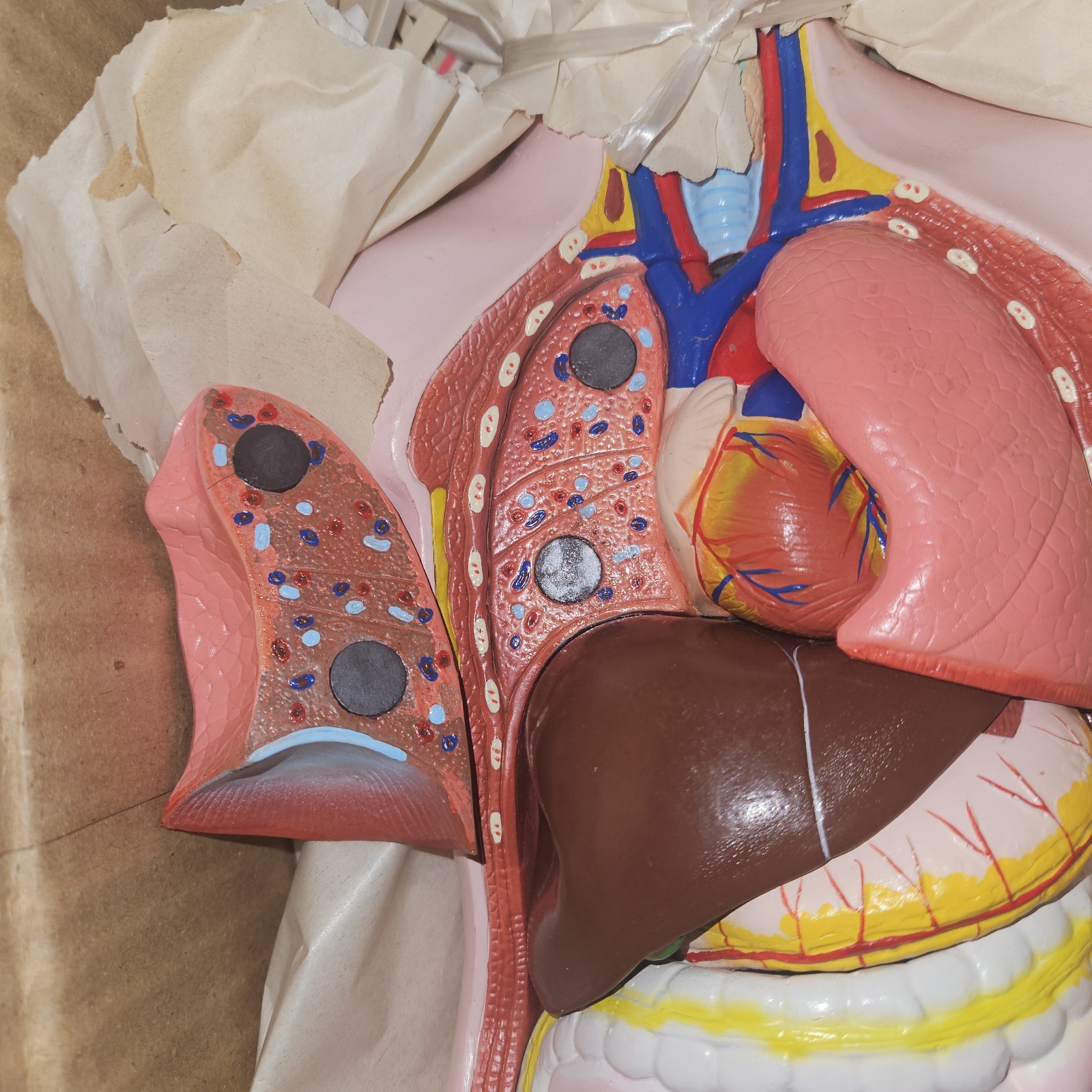 3-D Human MALE Anatomical Model Latge 42cm Doctor’s Office Teaching Anatomy Doll