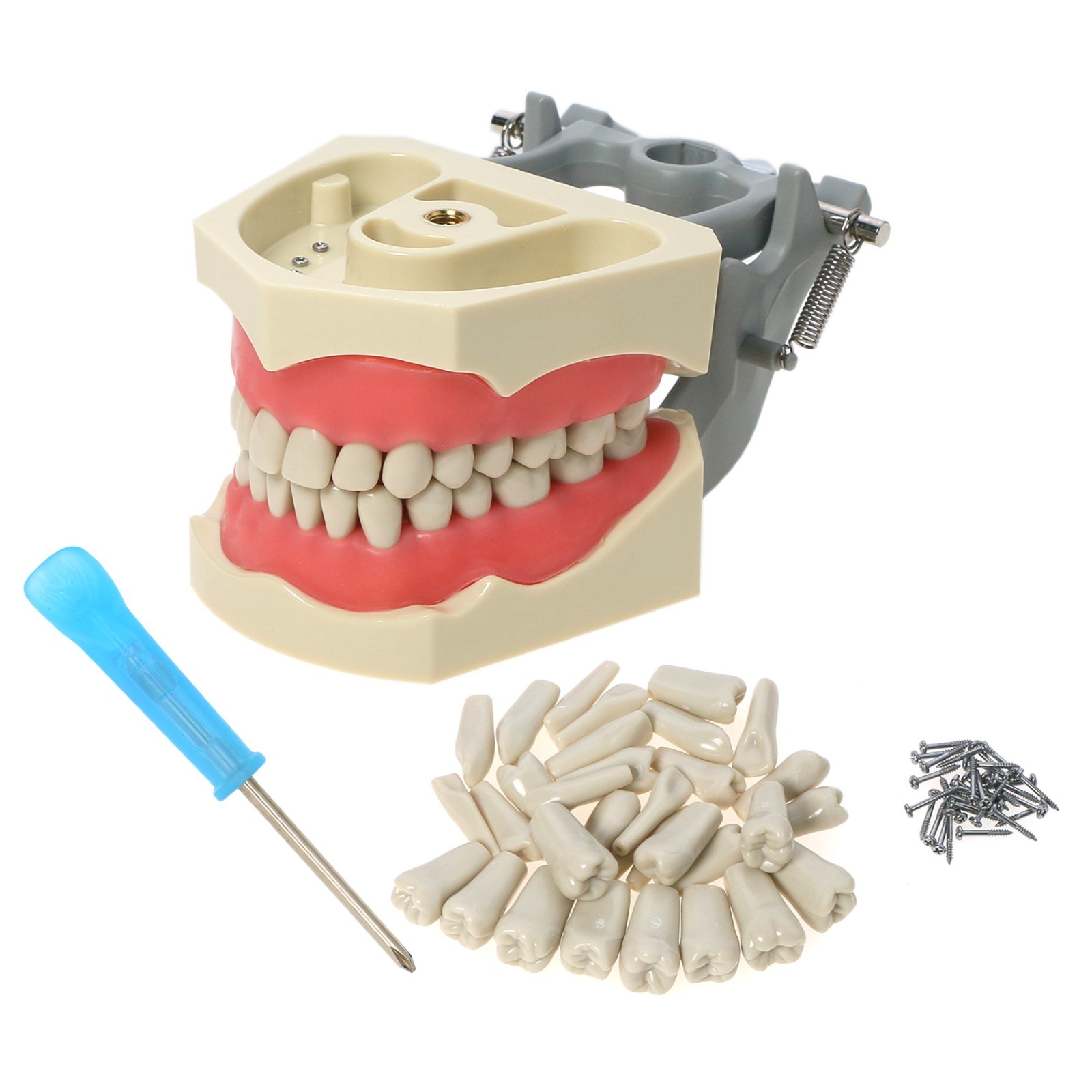 US Columbia 860 Type Dentoform Dental Typodont Model with 32Pcs Removable Teeth
