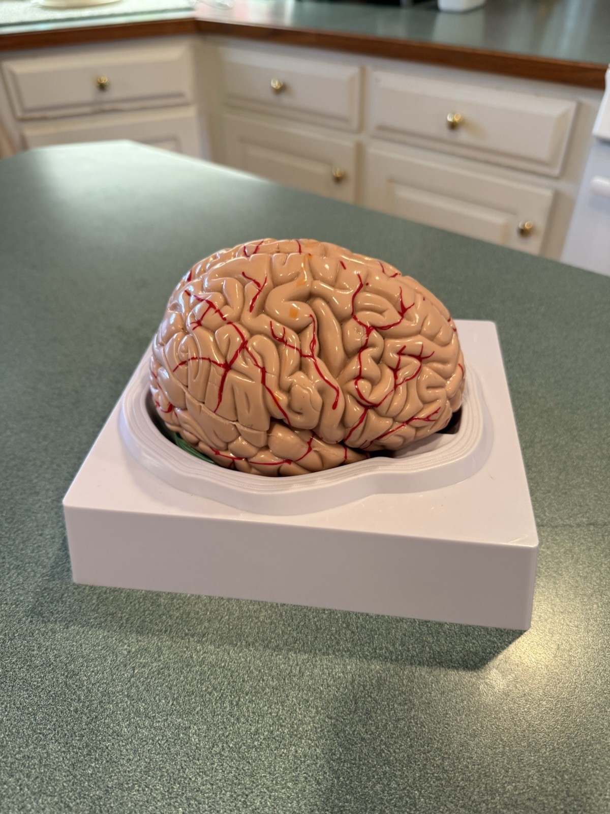Human Brain Model Anatomical Anatomy Medical Teaching Education Study Science