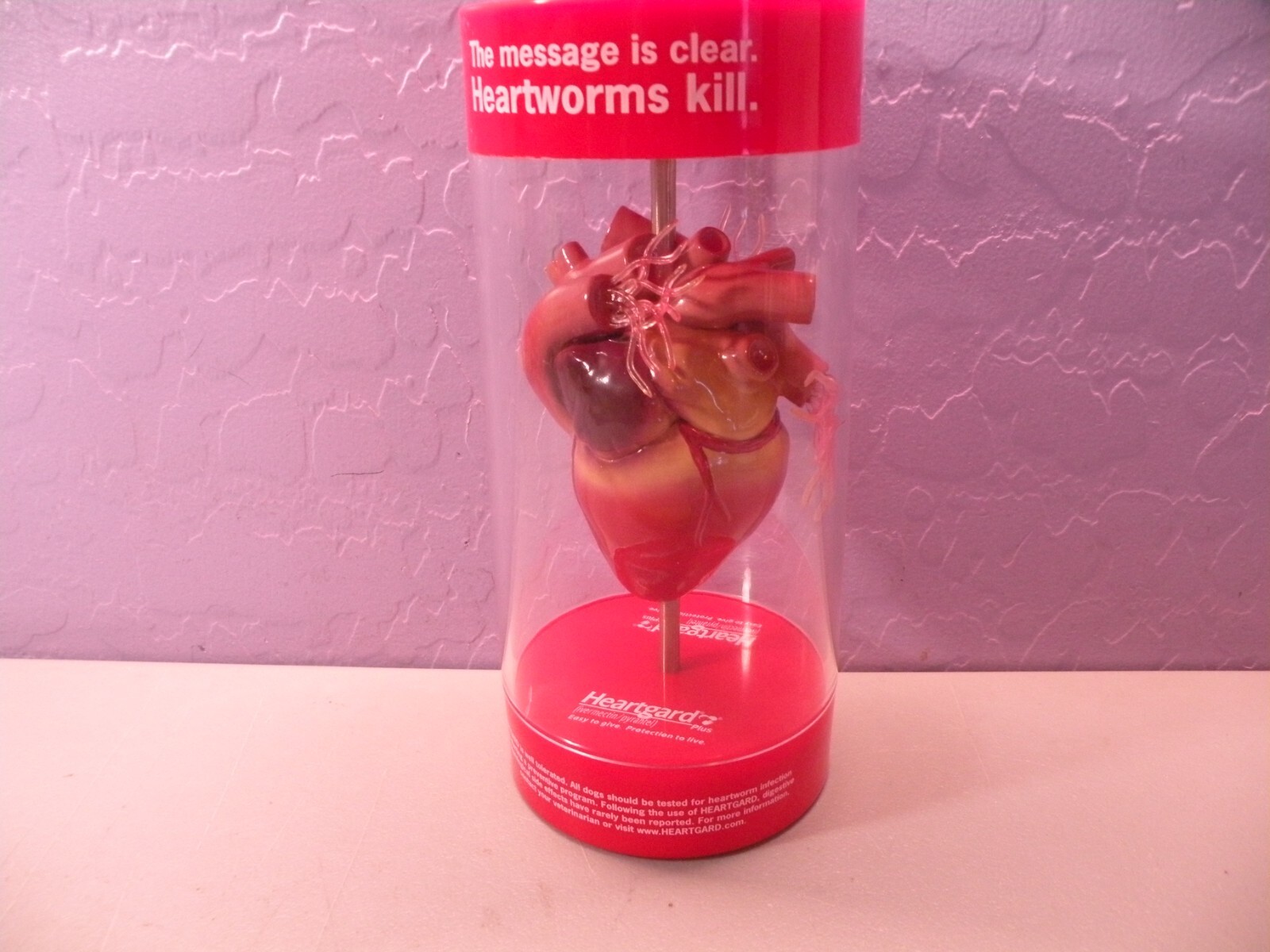 Anatomical Canine / Dog Heart model Veterinary Display B