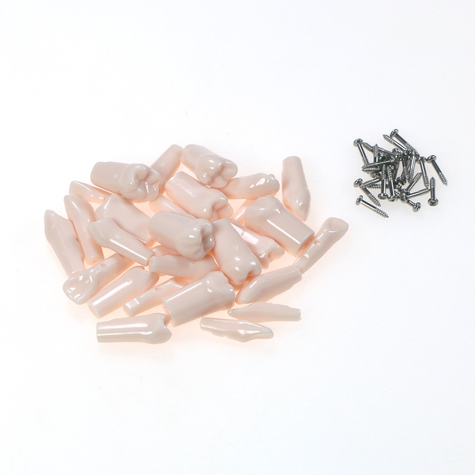 US Kilgore Nissin 200/500 Type Dental Typodont Model Removable Teeth & Screws