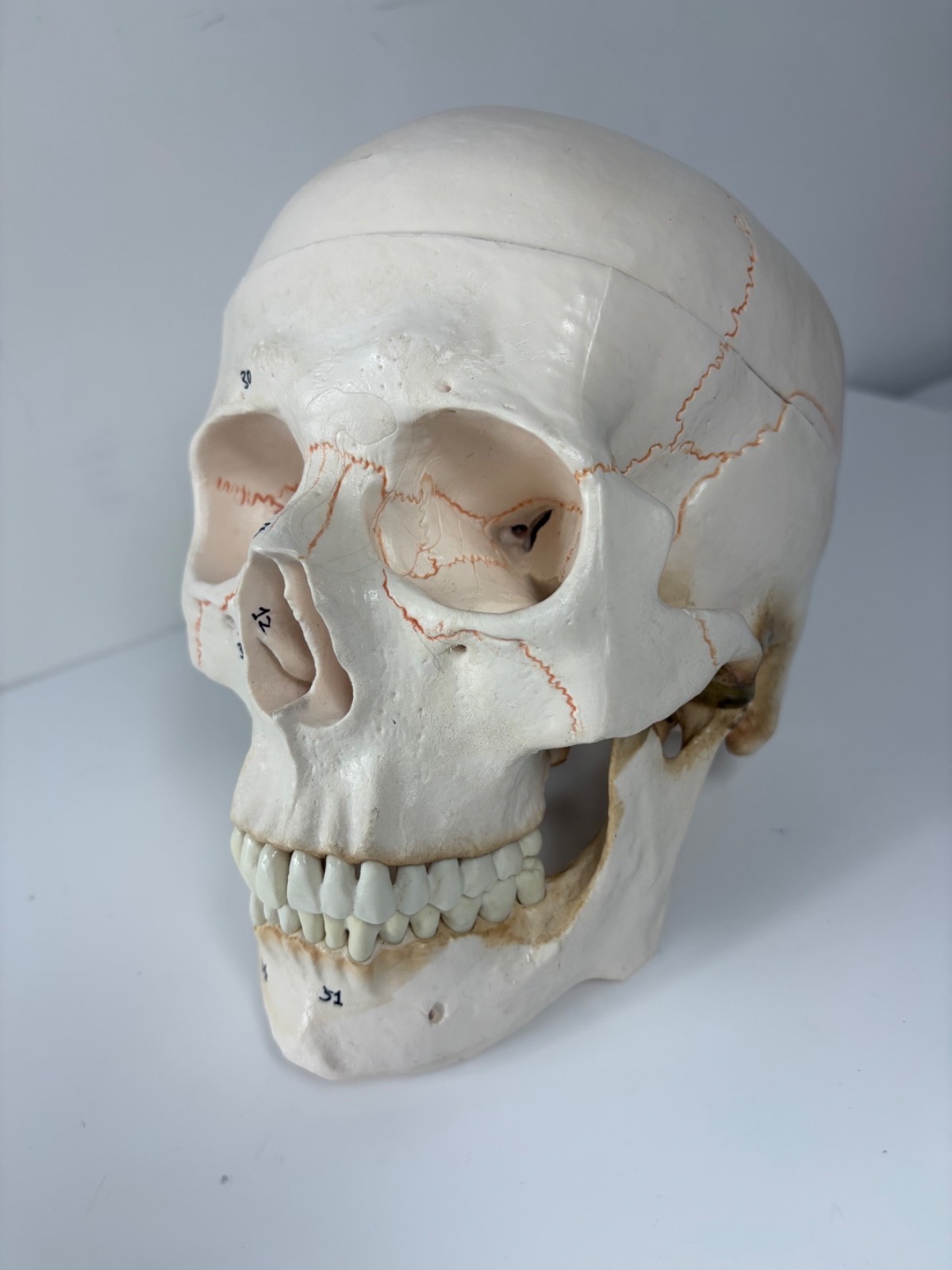 Walter Products Inc. B10221 Numbered Human Skull 3-Parts