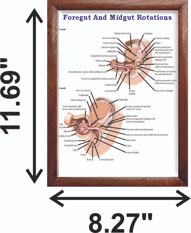 Foregut And Midgut Rotations Chart 12×18 inches