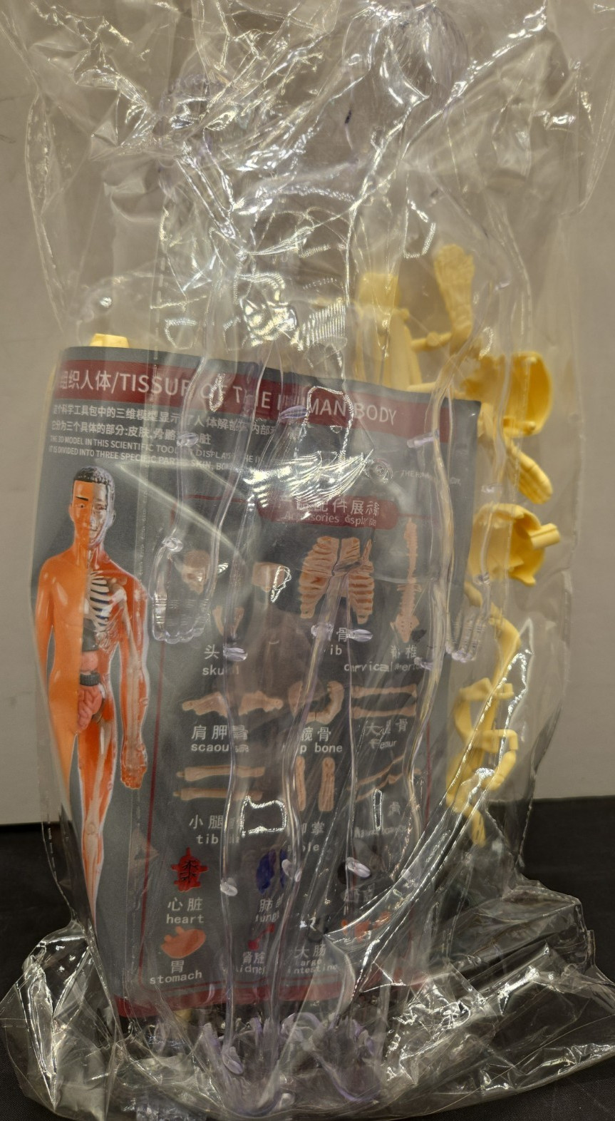Human Body Model With Removable Organs Bones