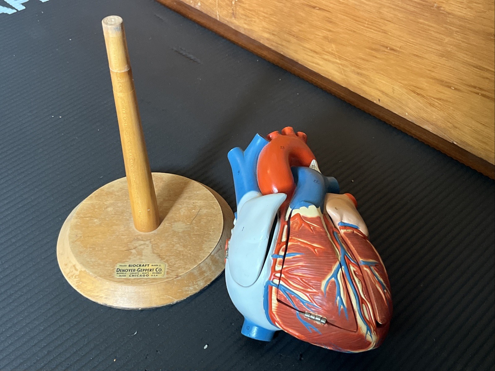 Vintage 14″ Heart Model – Biocraft Denoyer-Geppert – 3 Hinged Compartments READ
