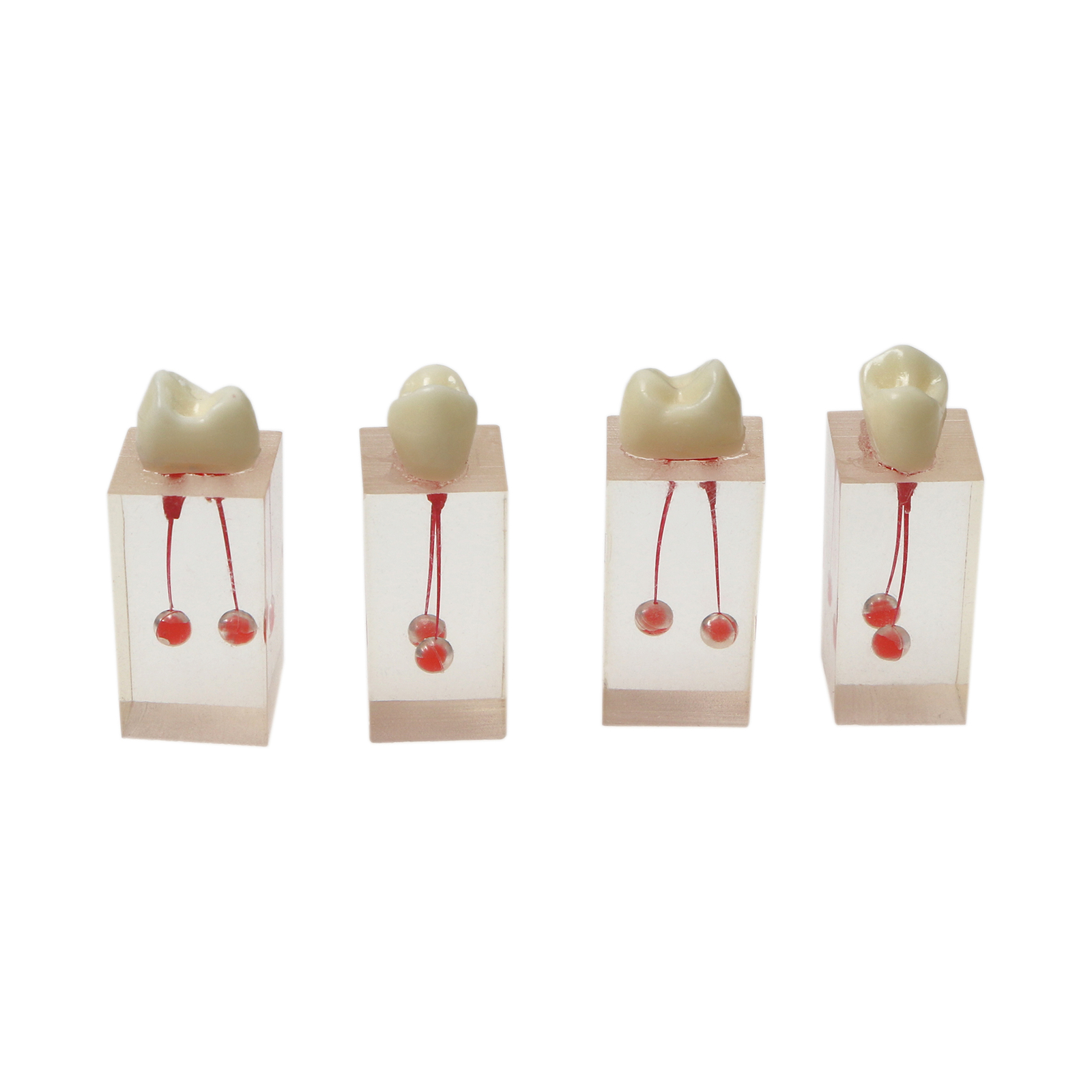 10Pcs Dental Endo Root Canals Teeth Model Practice Block RCT Pulp Cavity Study
