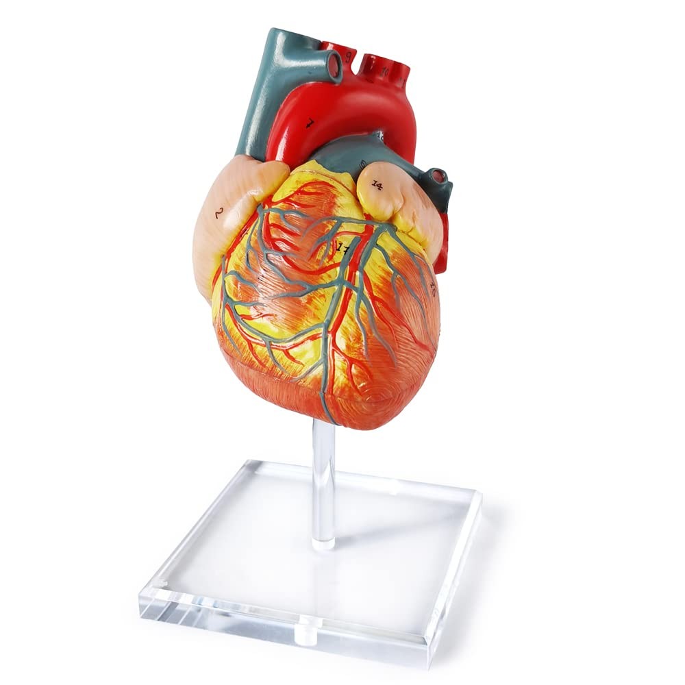 Human Heart Model For Anatomy, 2 – Part Heart Models Anatomy Life Size Medica…