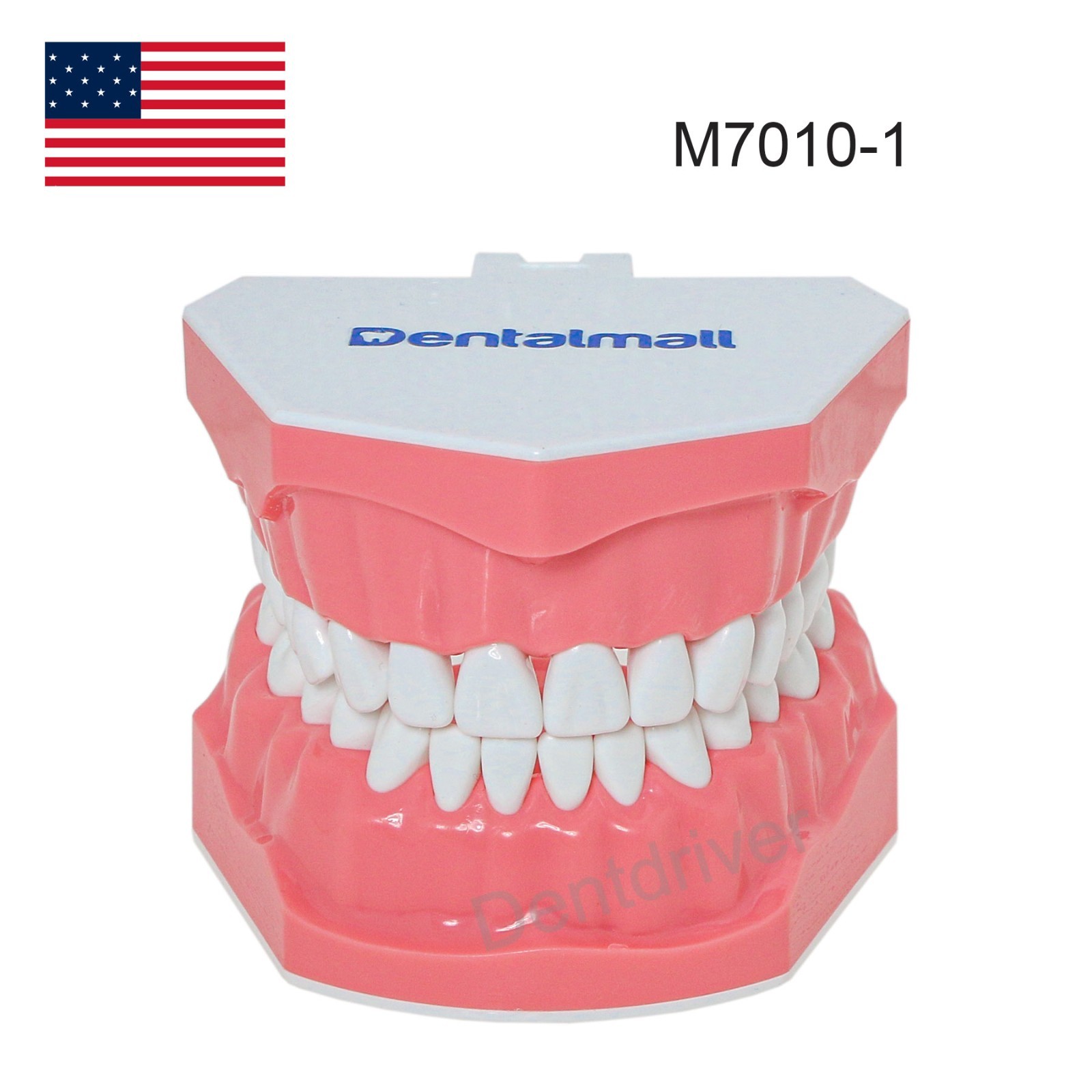 US 1:1 Typodont Teeth Model M7010-1 for Brushing Flossing Practice Teaching