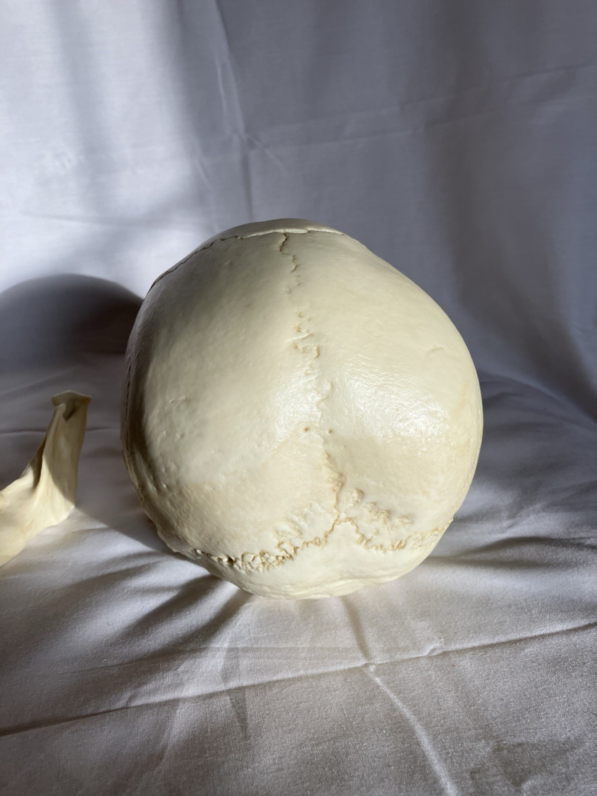 Bone Clones BC 213 Human Skull American Indian female – discontinued