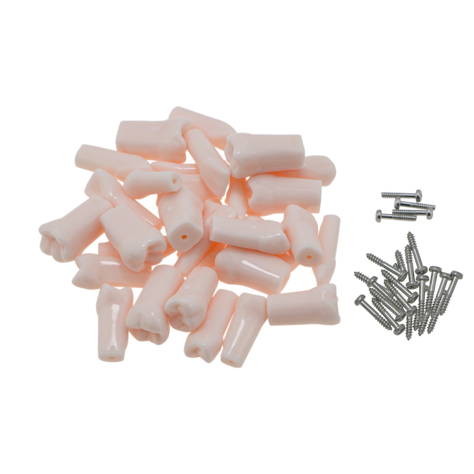 US Kilgore Nissin 200/500 Type Dental Typodont Model Removable Teeth & Screws