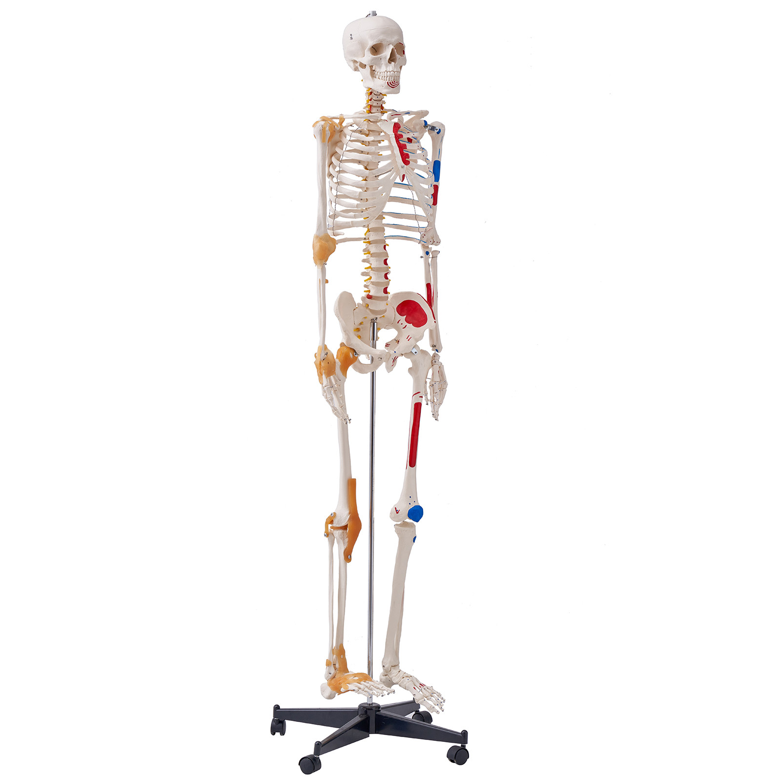 VEVOR Human Skeleton Model Anatomical Skeleton Life Size with Muscle Points