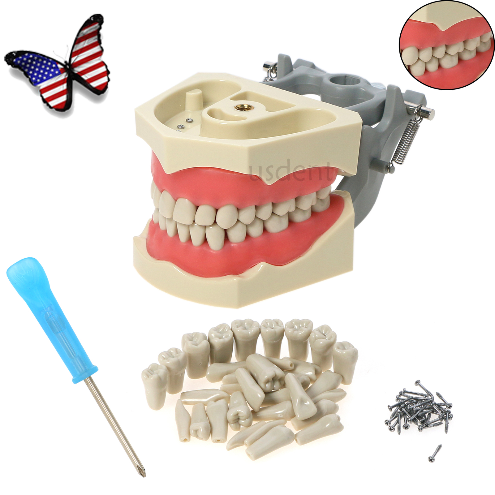32pcs Columbia Dentoform Dental Typodont Model Removable Teeth Soft Gingiva Pole