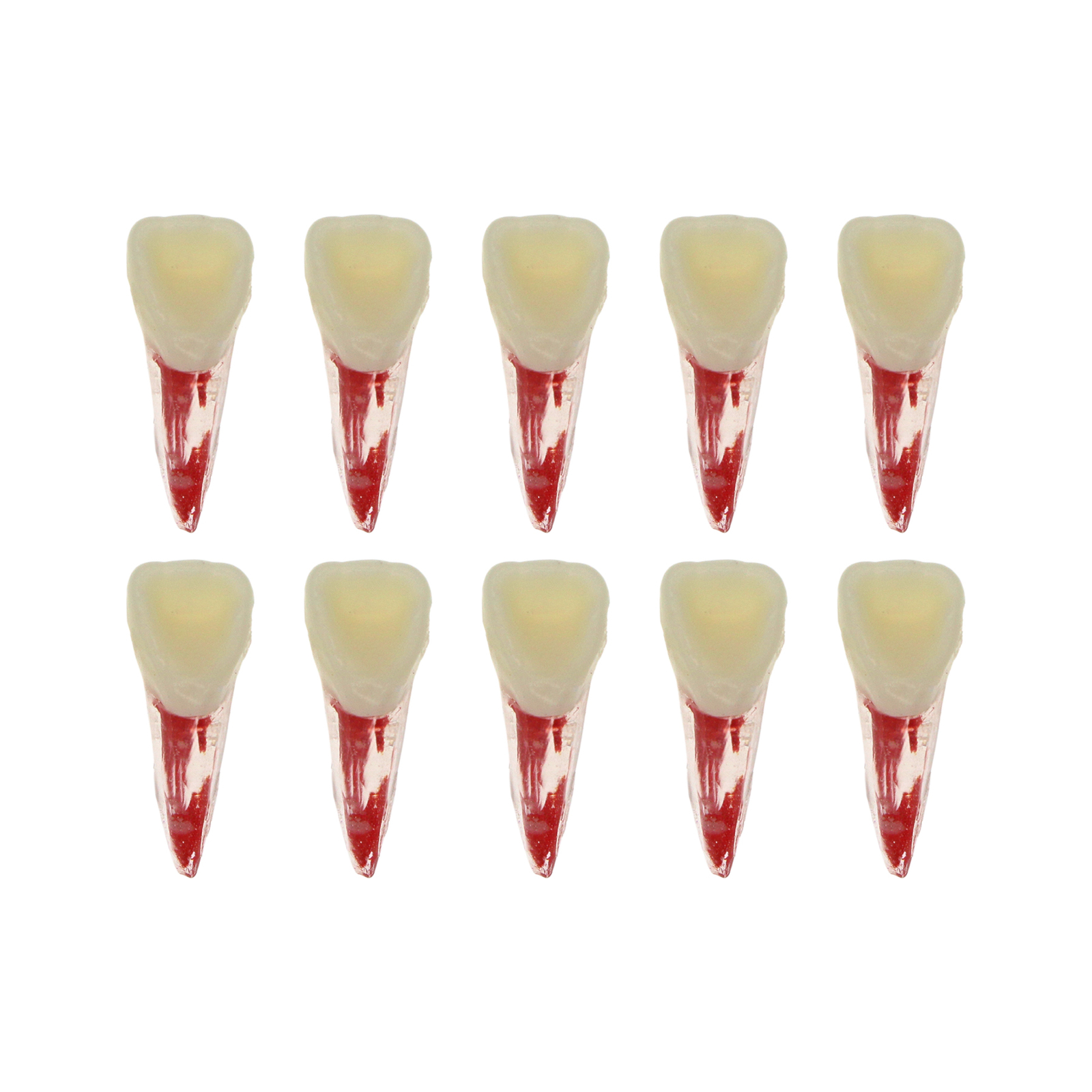 10Pcs Dental Root Canal Practice Model RCT Practice Endo Teeth Model Pulp Study