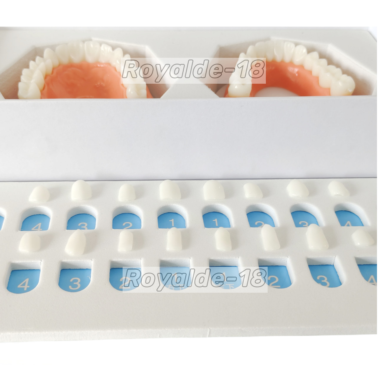 Dental Composite Veneer Template Front Teeth Practise Model Dentist Teaching