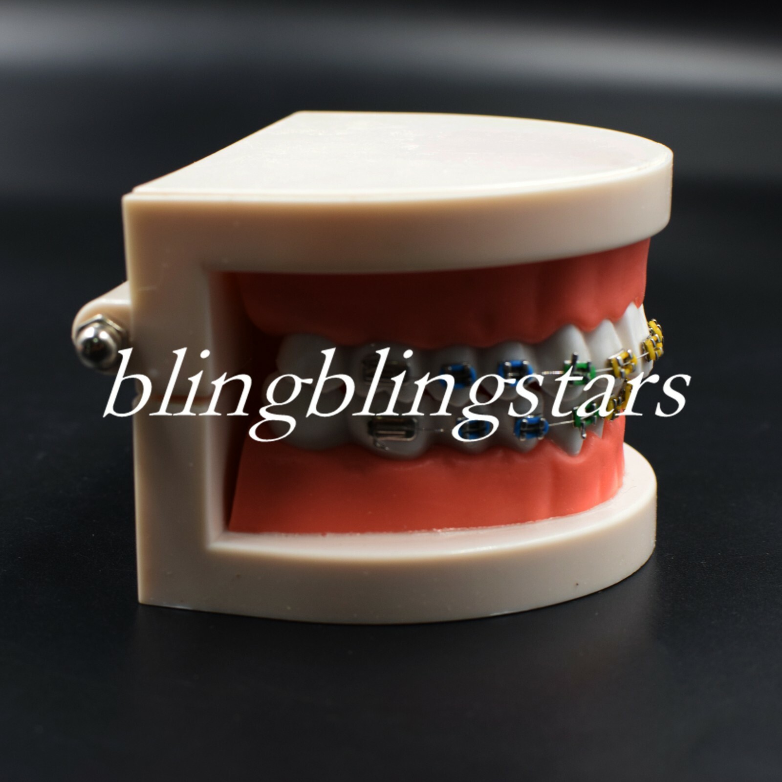 Dental Orthodontics Standard Tooth Model Bracket Ligature Buccal Tube Tie