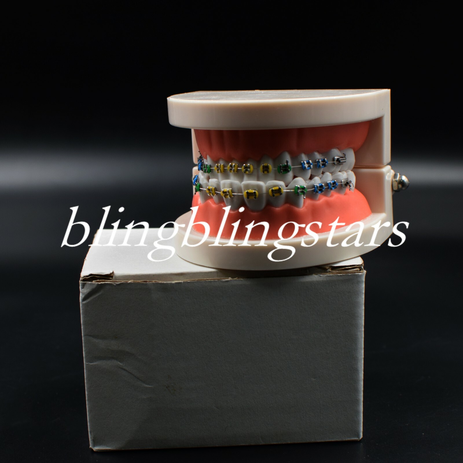 Dental Orthodontics Standard Tooth Model Bracket Ligature Buccal Tube Ties