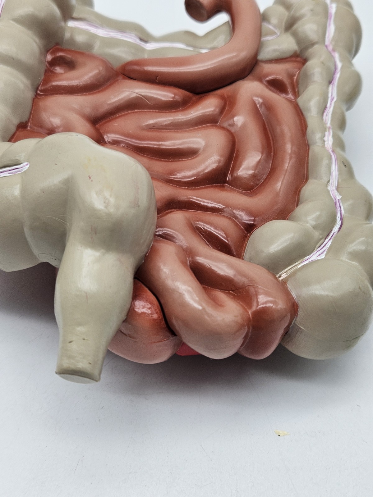GI Tract Anatomy Model Handpainted Medical Display Gastro Intestinal Display